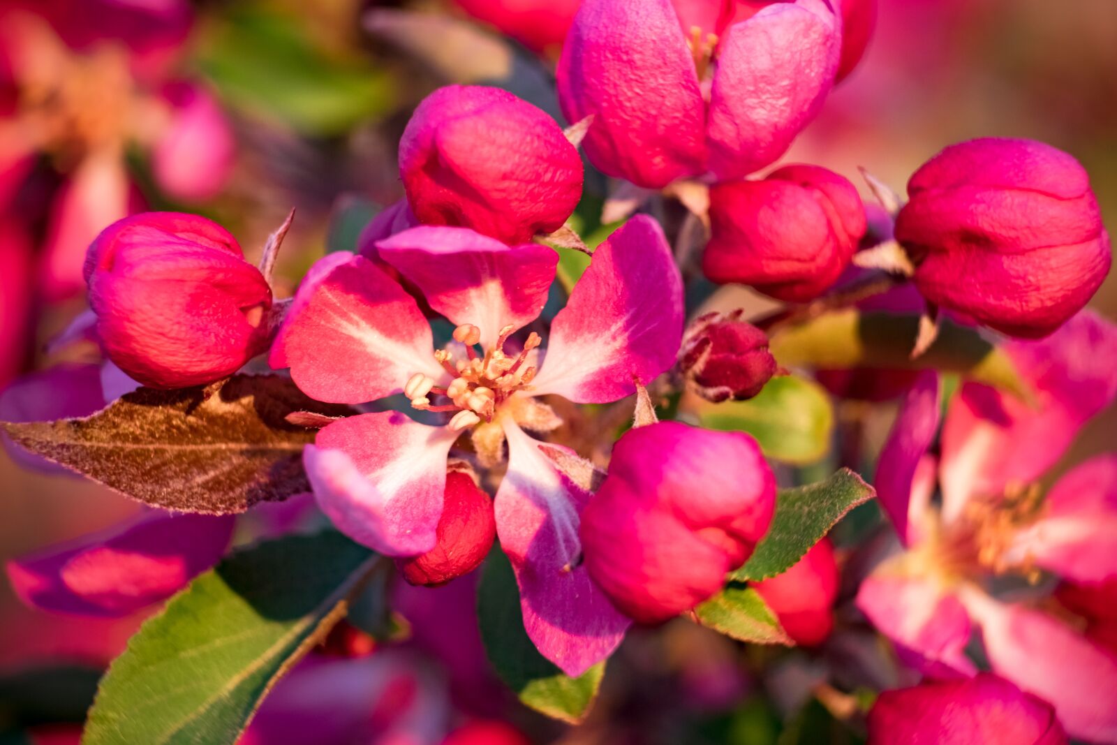 Fujifilm XF 55-200mm F3.5-4.8 R LM OIS sample photo. Flower, apple, heavenly photography