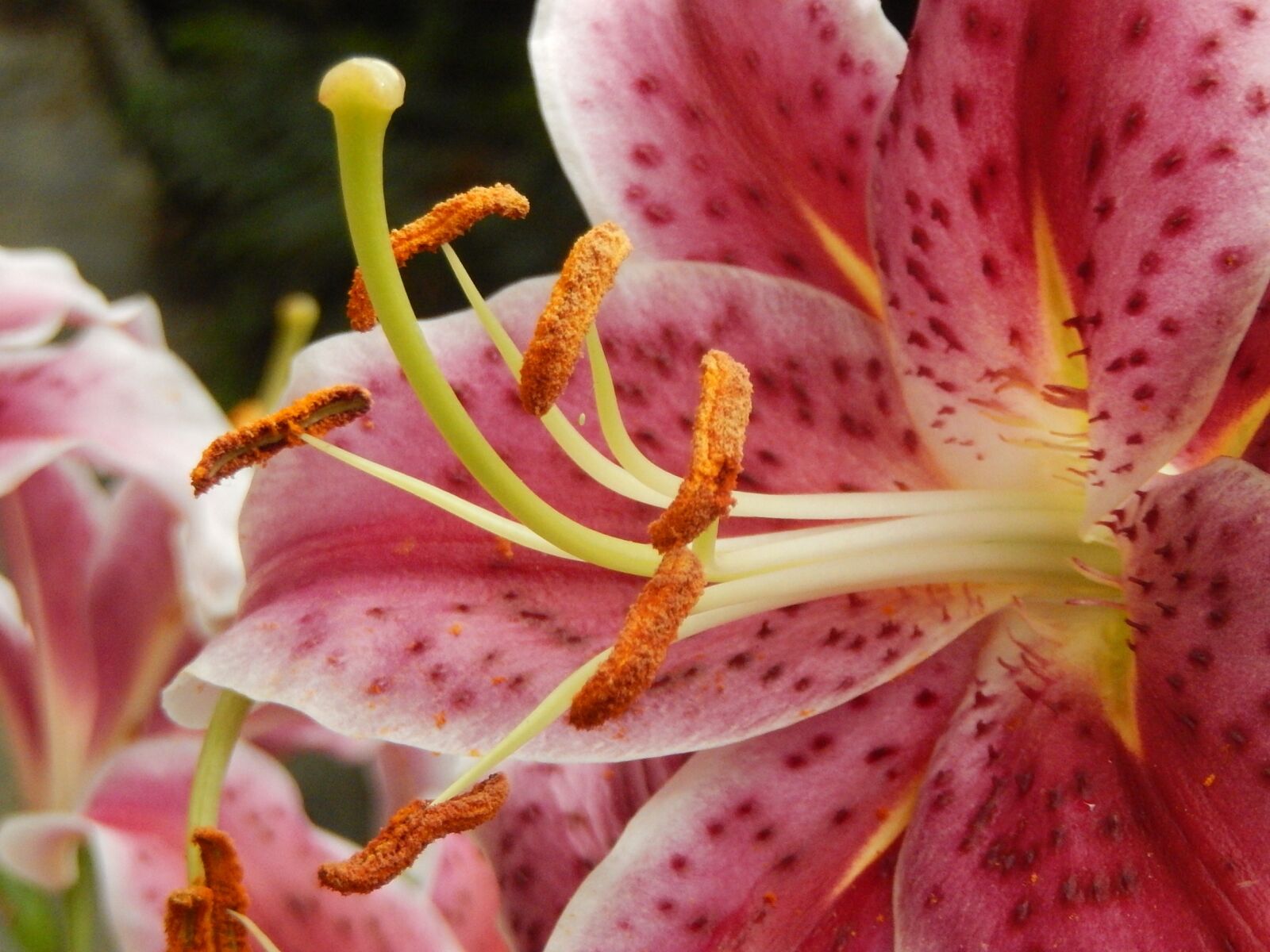 Nikon Coolpix S9500 sample photo. Lys, flower, garden photography