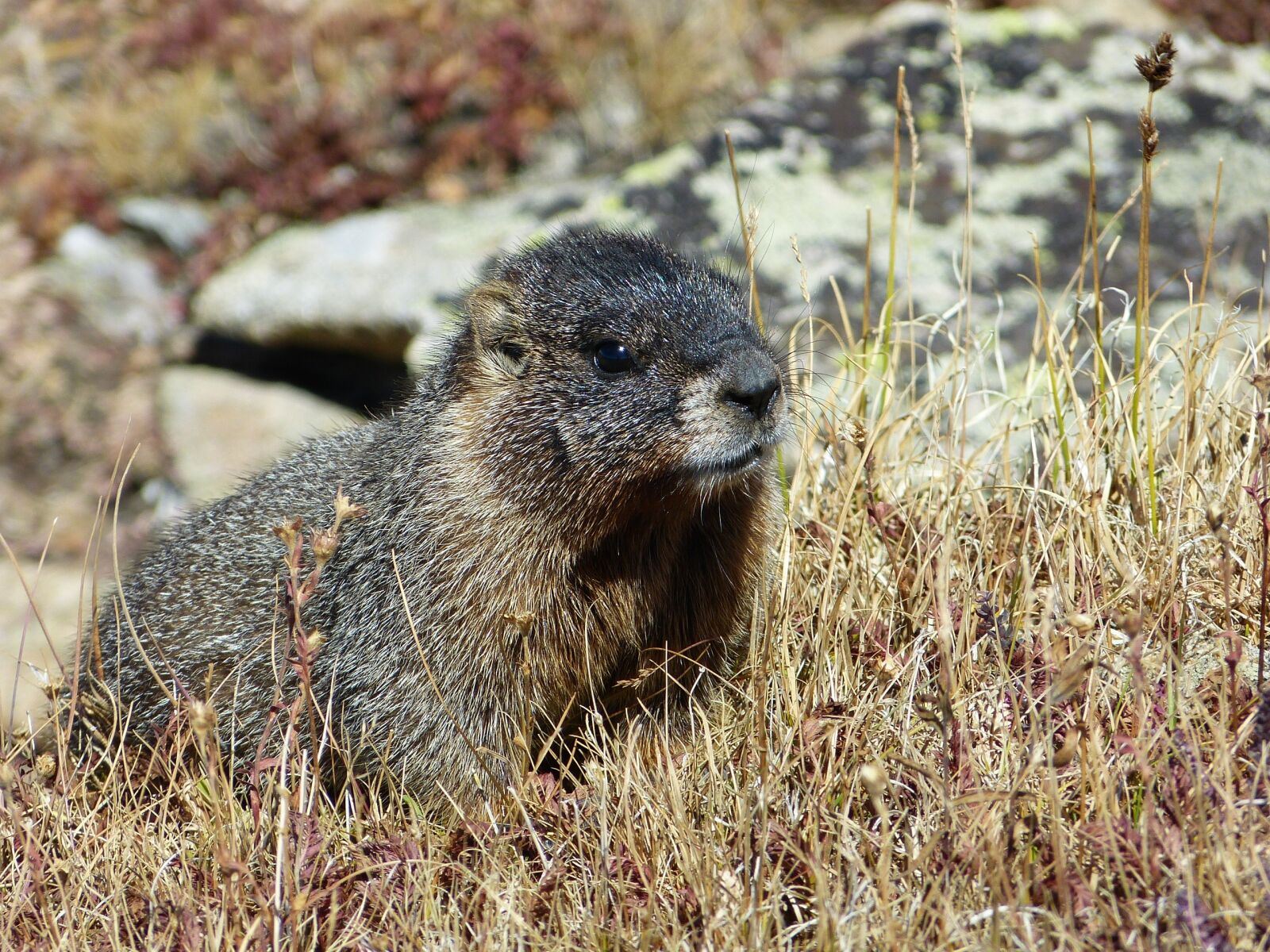 Panasonic Lumix DMC-FZ150 sample photo. Marmot, rocky mountain, mammal photography