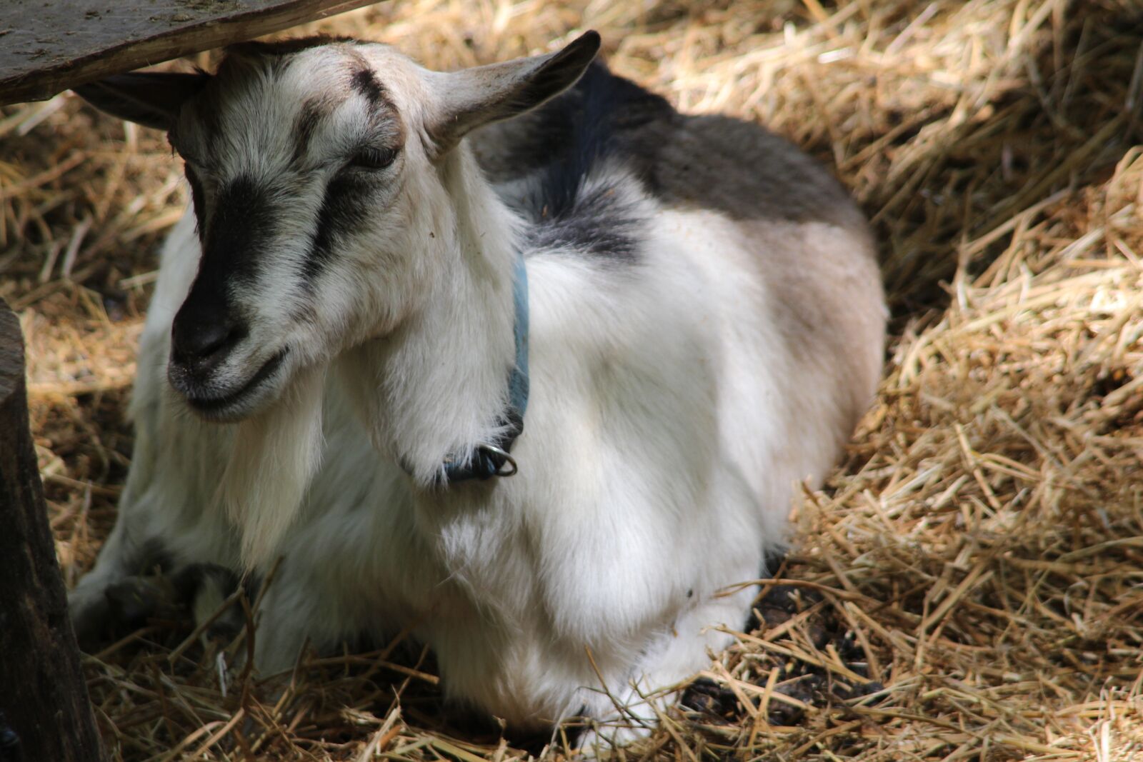 Canon EOS 650D (EOS Rebel T4i / EOS Kiss X6i) sample photo. Goat, animal, farm photography