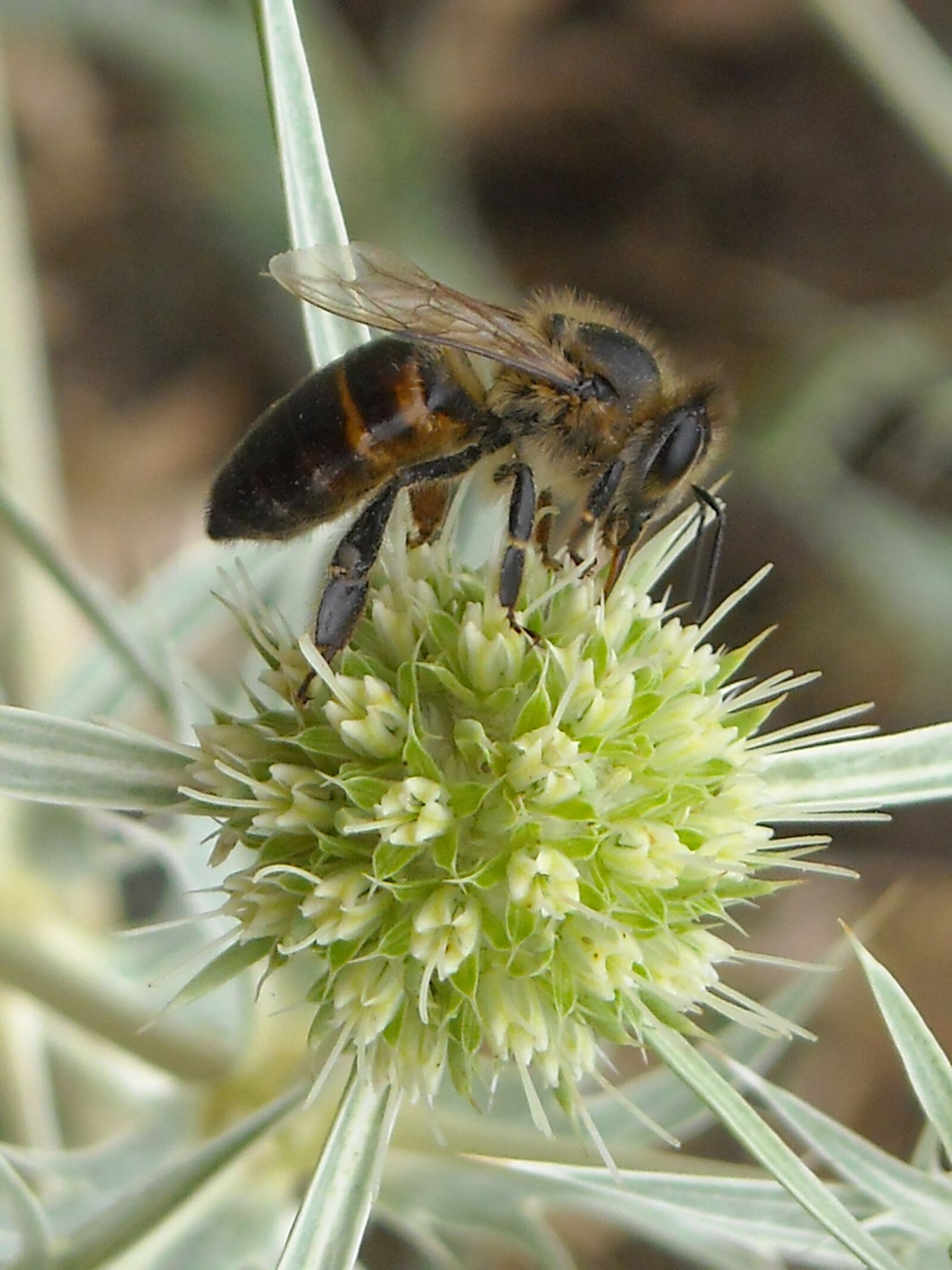 Nikon Coolpix L16 sample photo. Bee, insect, closeup photography