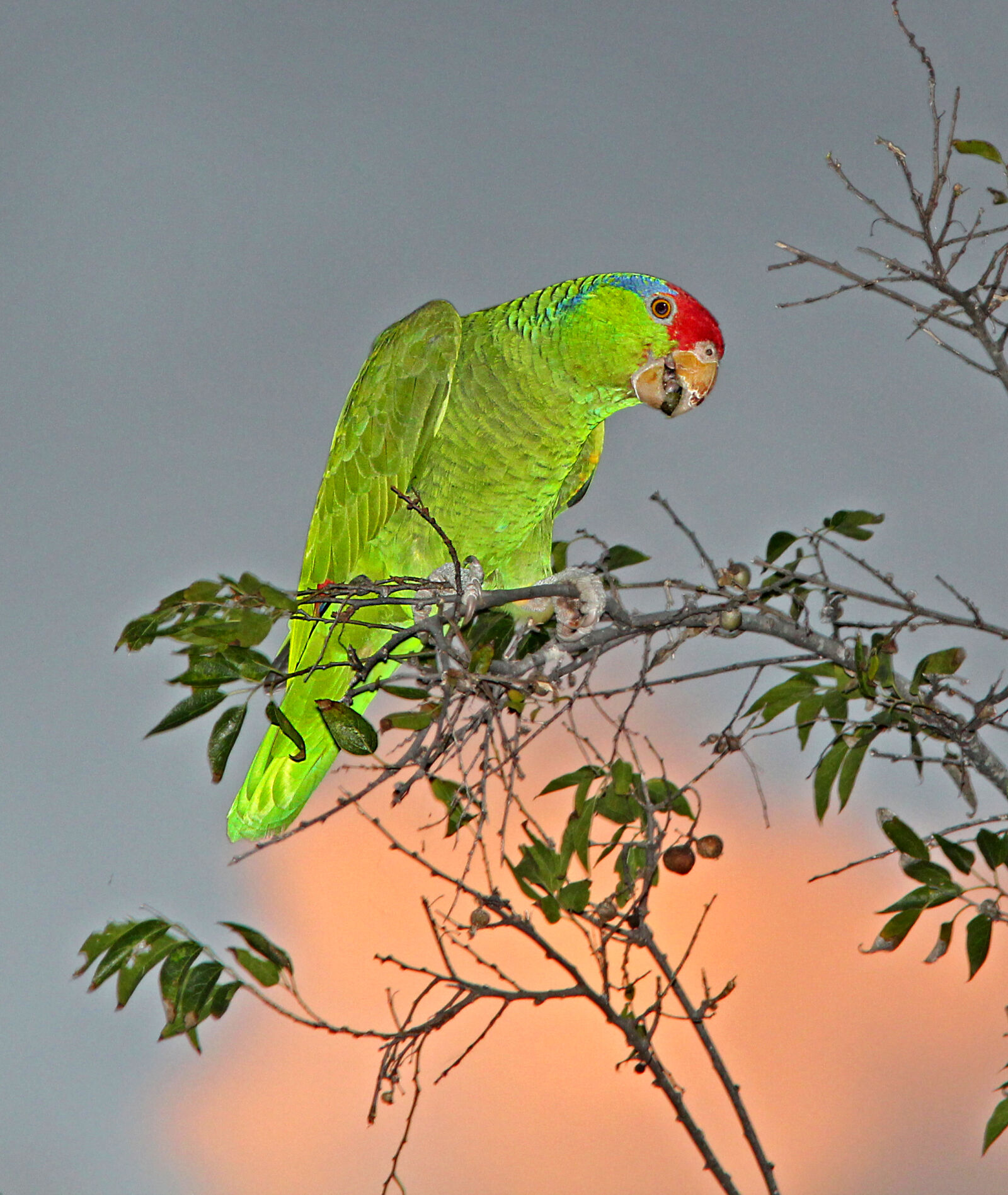 Canon EF 300mm F4L IS USM sample photo