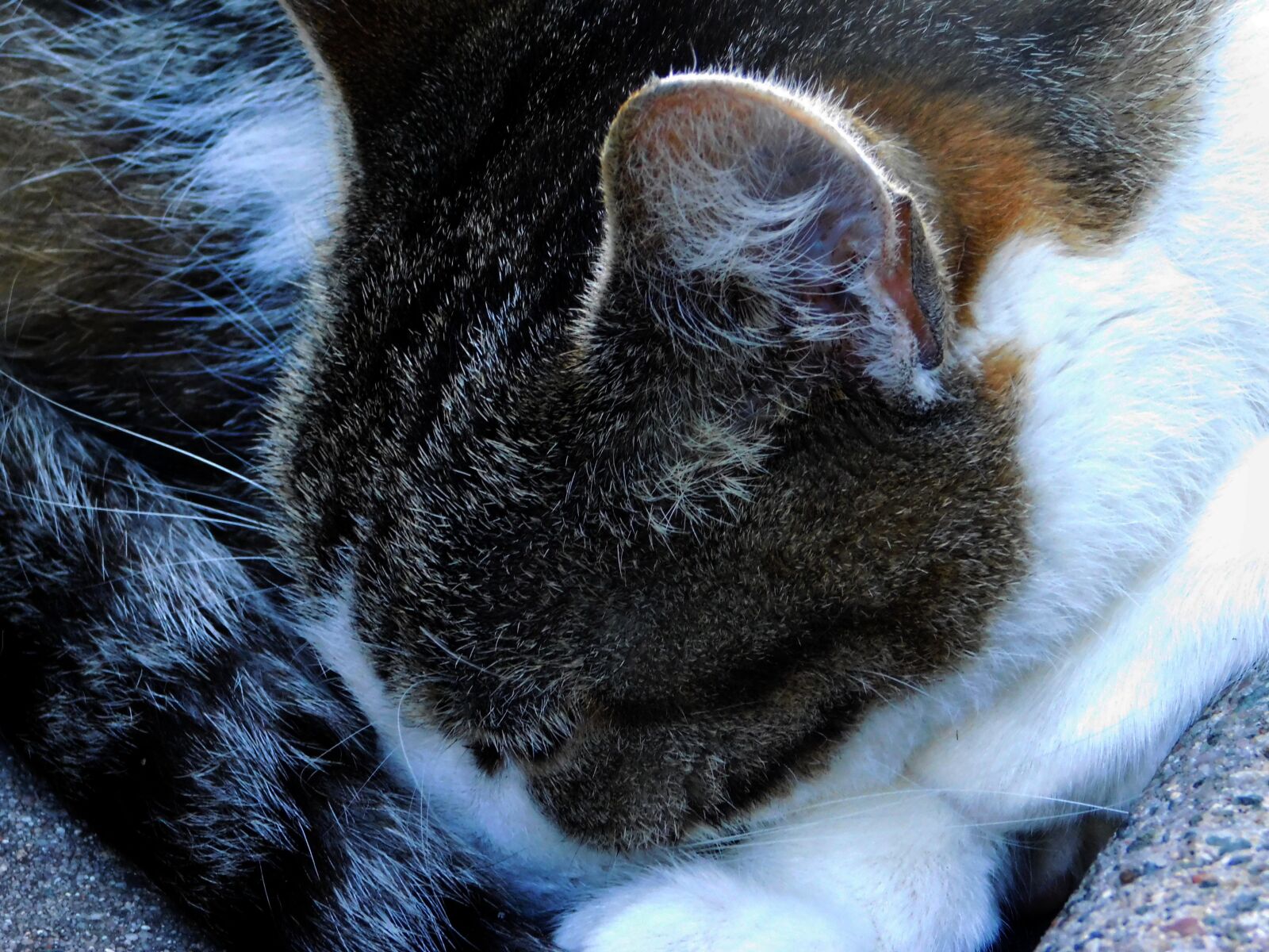 Nikon Coolpix L840 sample photo. Cat, cat ear, cat photography