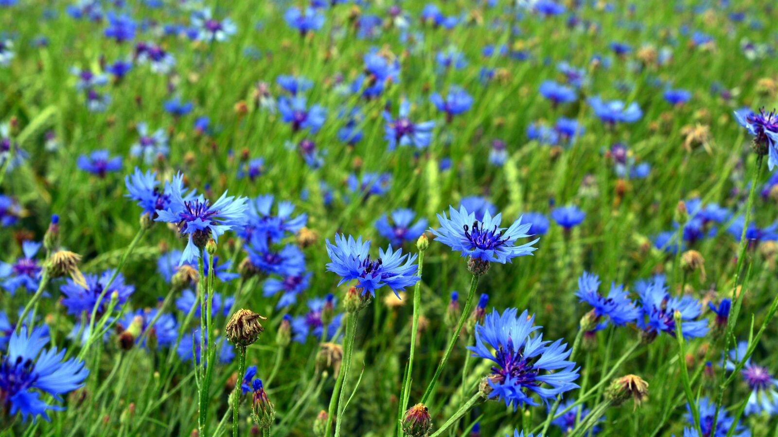Nikon D5200 sample photo. Cornflower, blossom, bloom photography