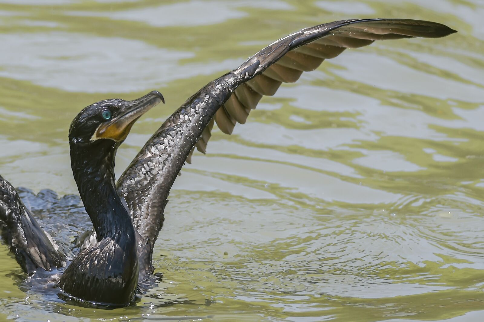 Nikon D500 sample photo. Birds, wildlife, body of photography