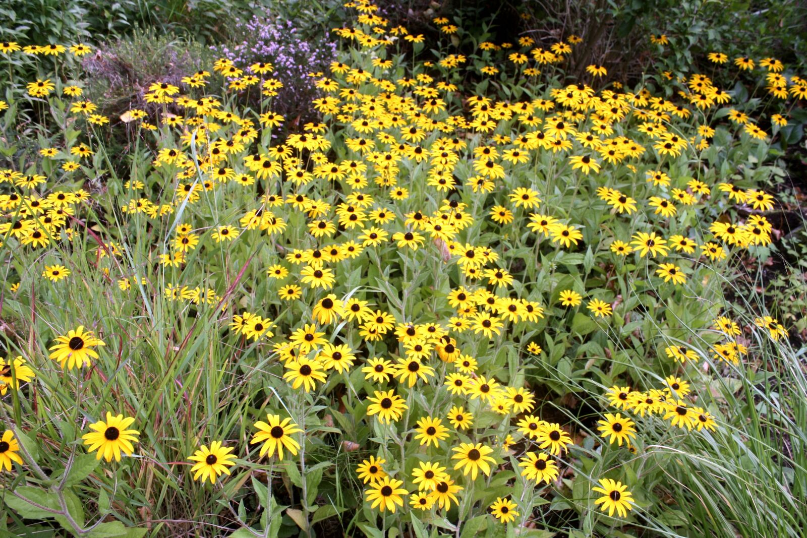 Canon EOS 1000D (EOS Digital Rebel XS / EOS Kiss F) sample photo. Flower carpet, walk in photography