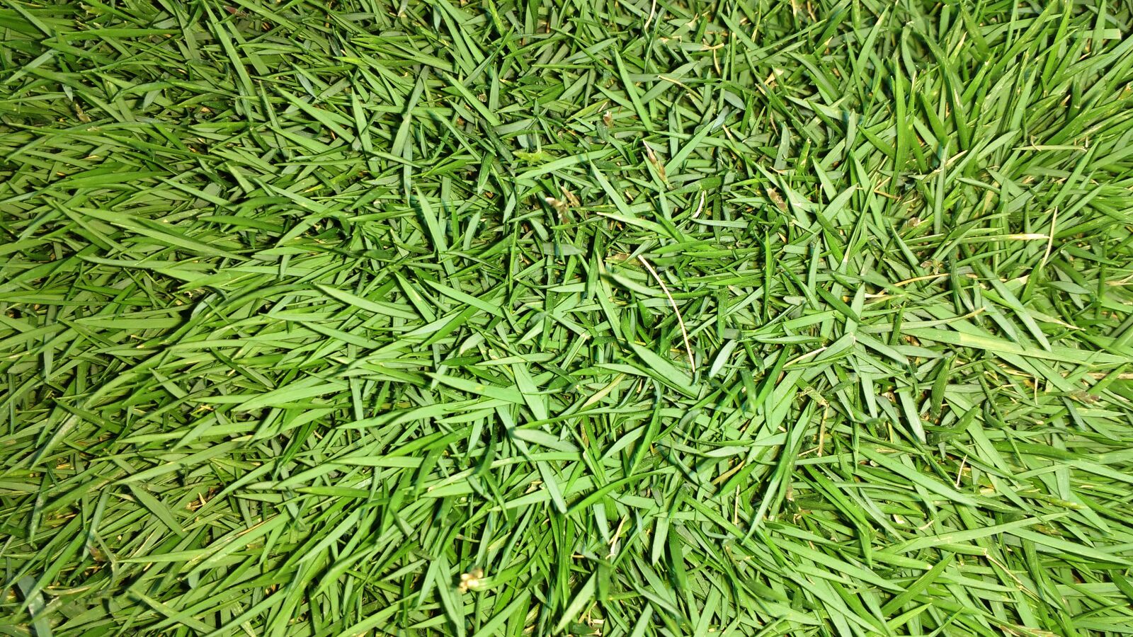 Motorola MotoG3 sample photo. Grass, garden, nature photography