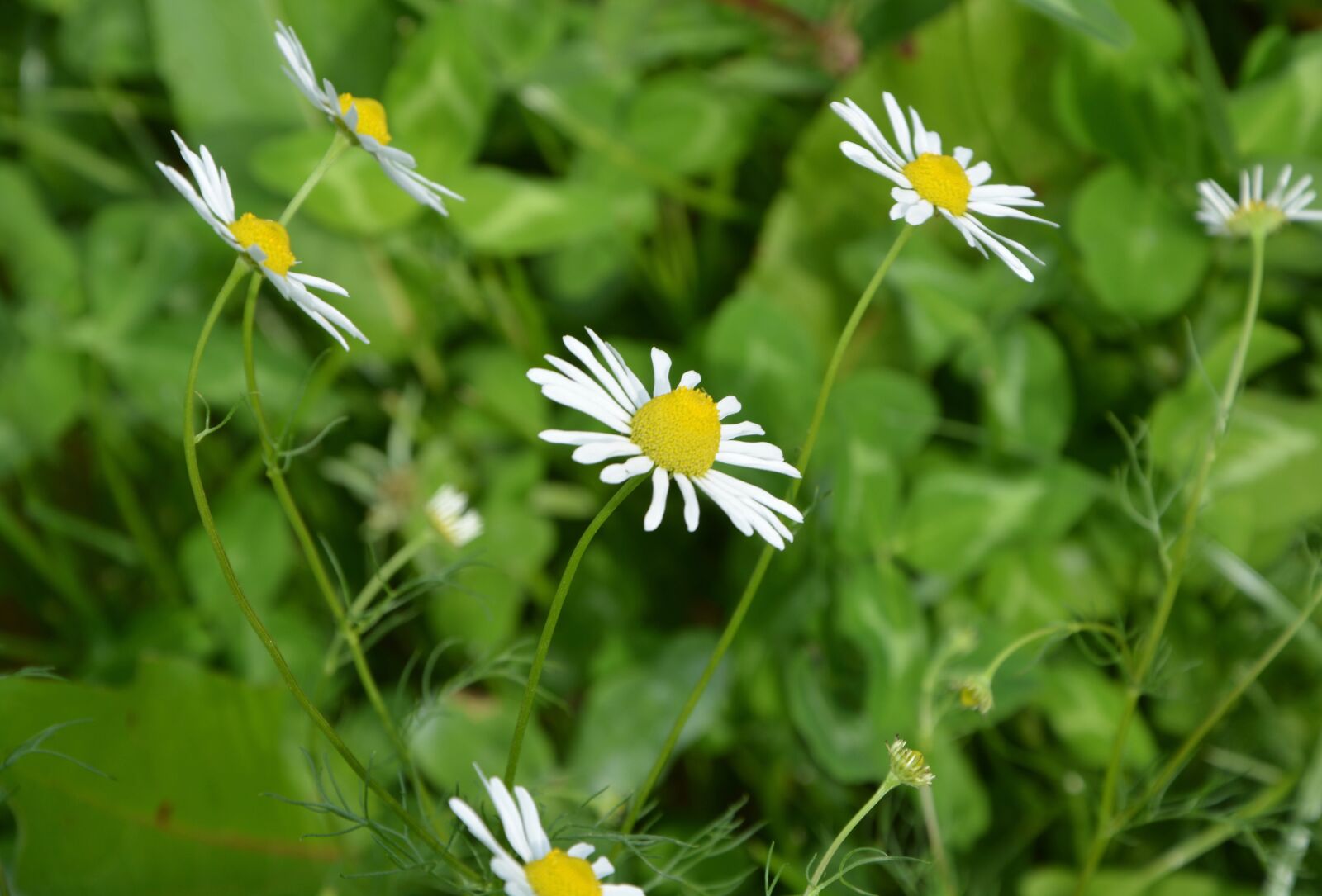 Nikon D5200 sample photo. White flowers, daisies profile photography