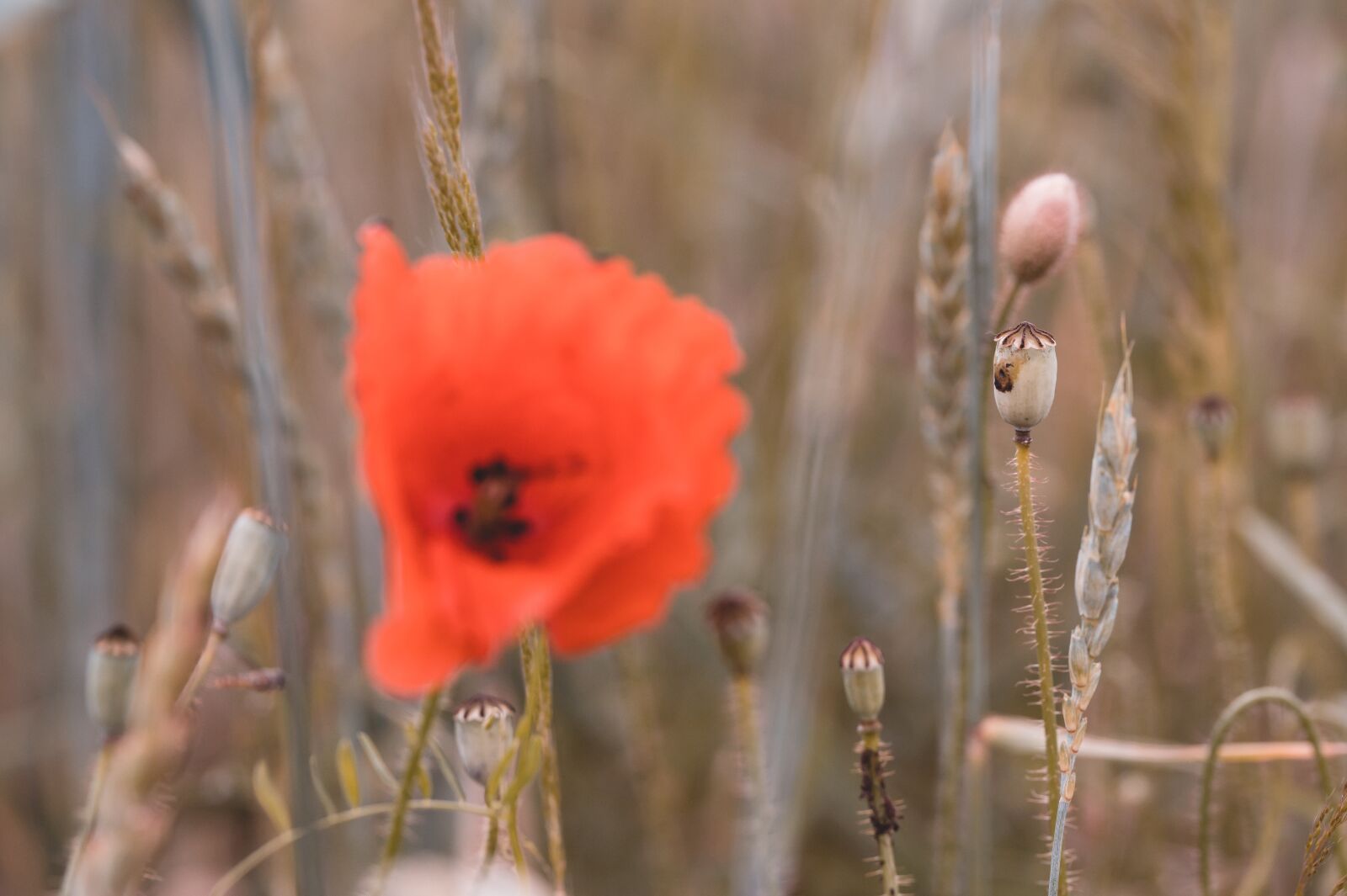 Nikon Z6 sample photo. Poppy, klatschmohn, flower meadow photography