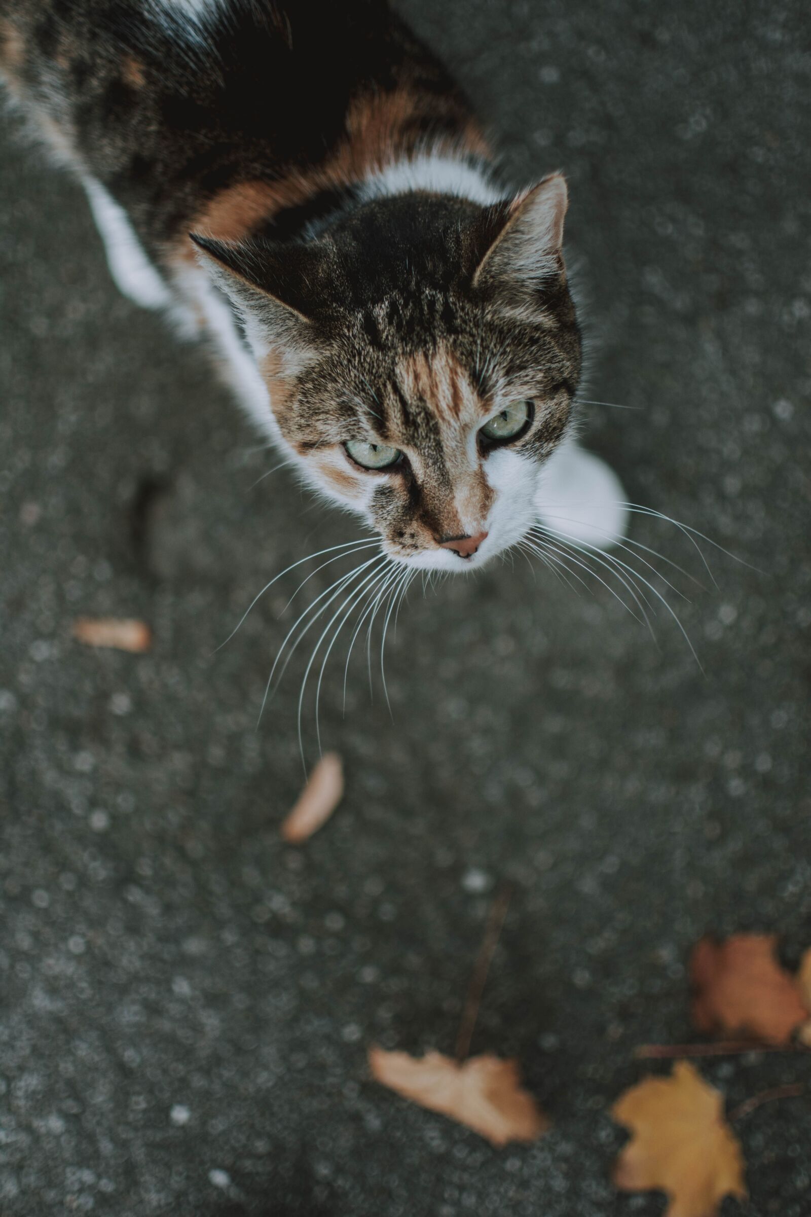 Nikon D5200 sample photo. Cat, animal, nature photography