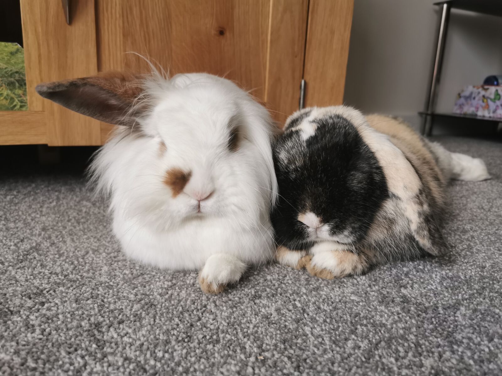 HUAWEI P30 Pro sample photo. Rabbits, bunnies, cute photography