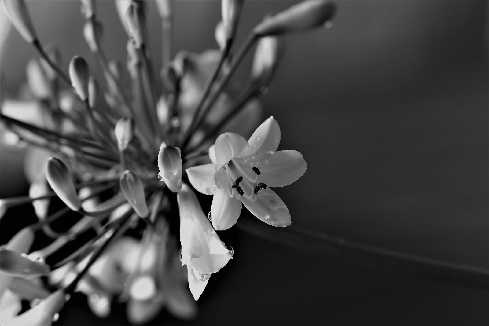 Nikon D5500 sample photo. Agapanthus, black and white photography