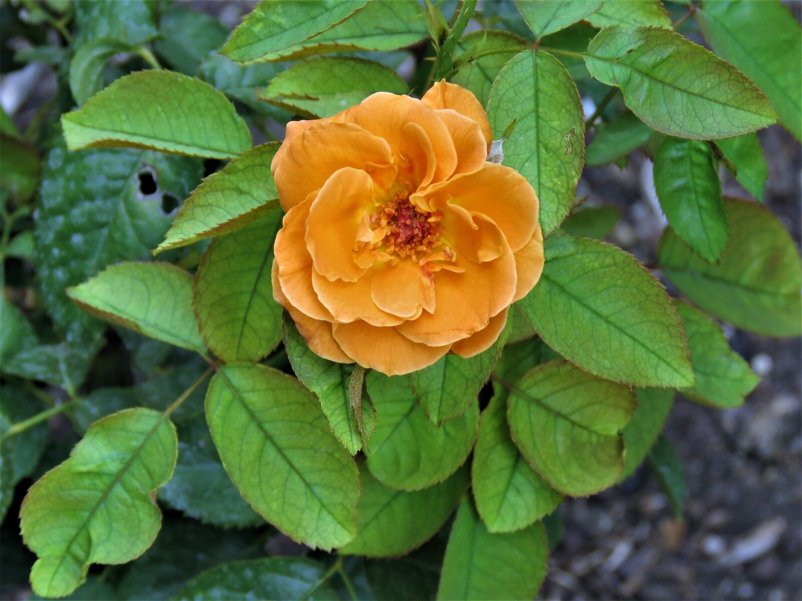 Canon PowerShot SX60 HS sample photo. Flower, rose, orange photography