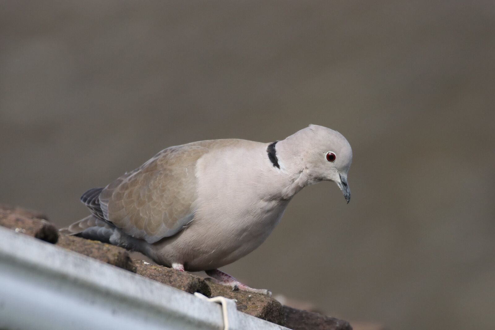 Canon EOS 80D sample photo. Dove, bird, pigeon photography