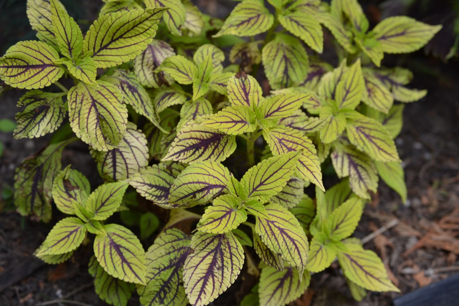 Nikon D3100 sample photo. Growing, leaf, plant photography