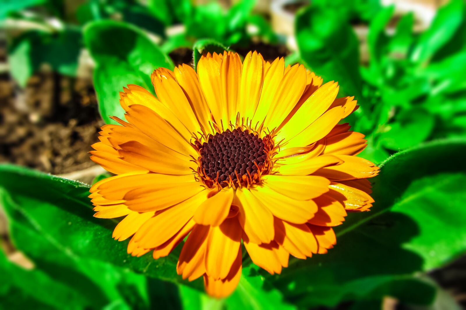 Canon PowerShot SX220 HS sample photo. Orange flower, petals, orange photography