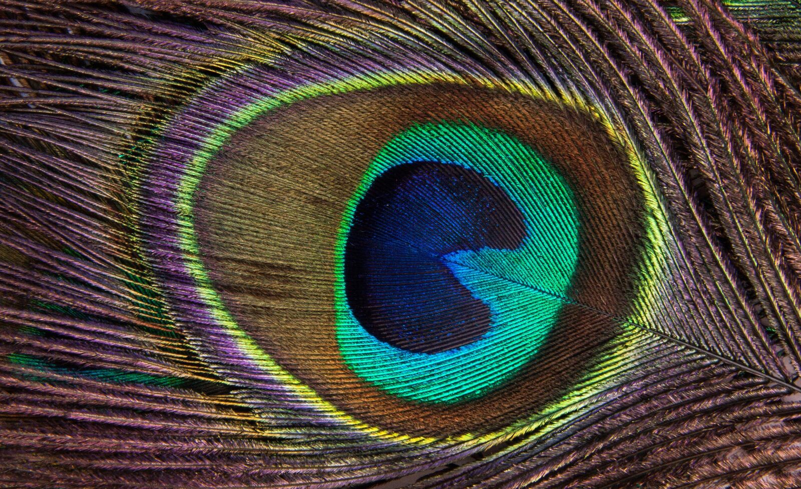 Canon EOS 50D sample photo. Peacock feather, colourful feather photography