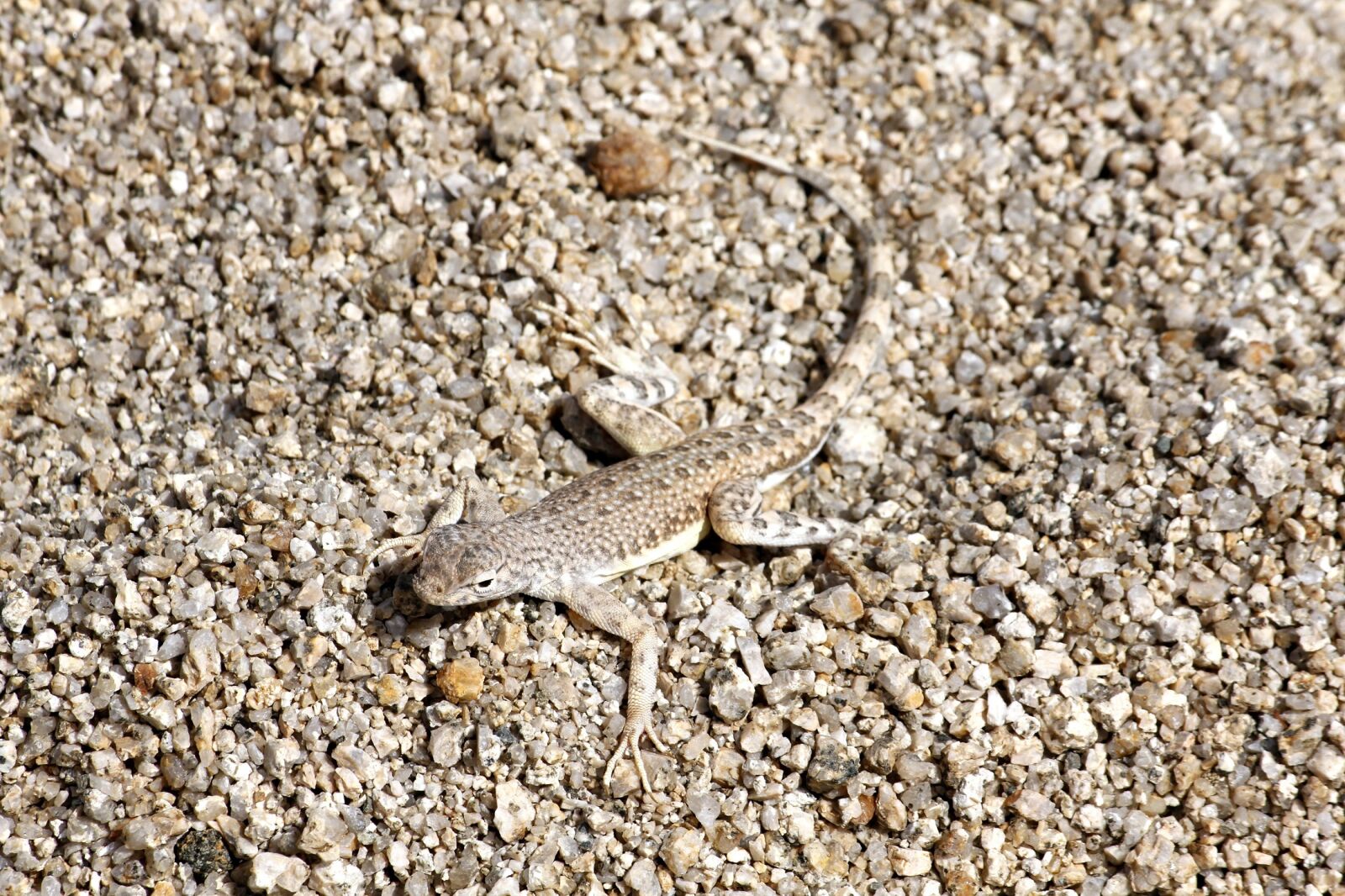 Canon EOS 550D (EOS Rebel T2i / EOS Kiss X4) sample photo. Zebra tailed lizard, long photography