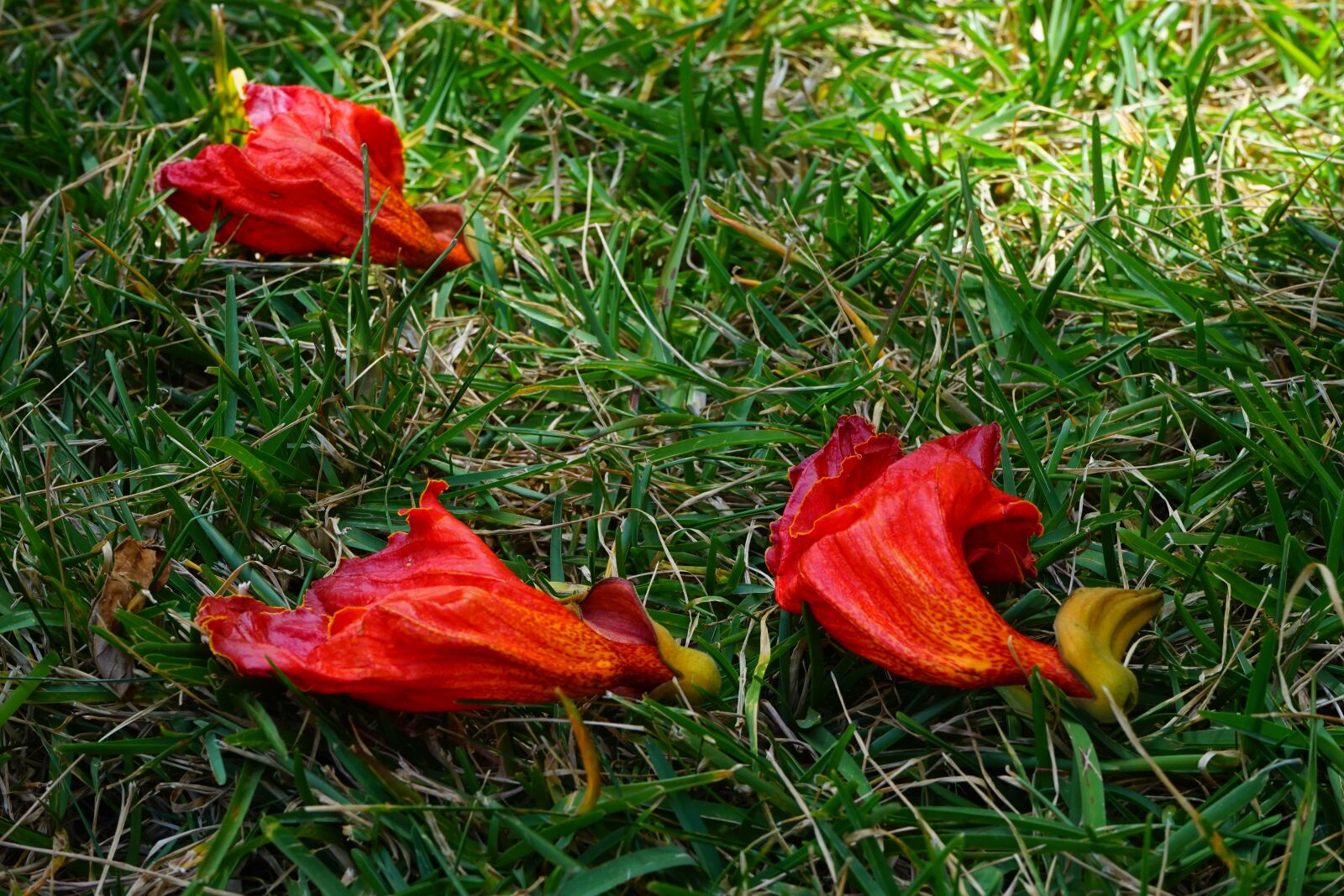 Sony a7 sample photo. Flowers, red, african tulpenbaum photography