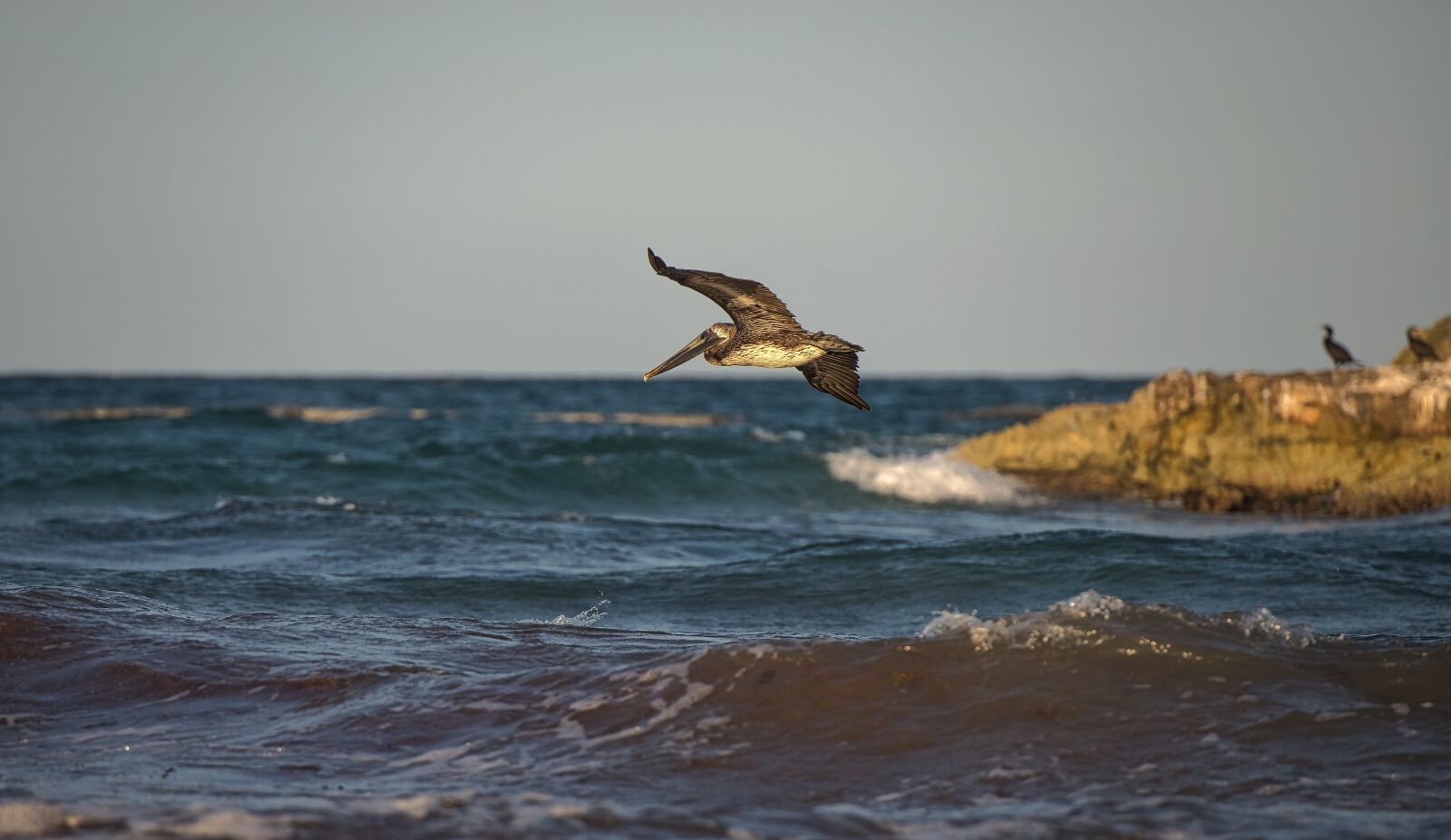 Nikon D800 sample photo. Bird, cormoran, sea photography