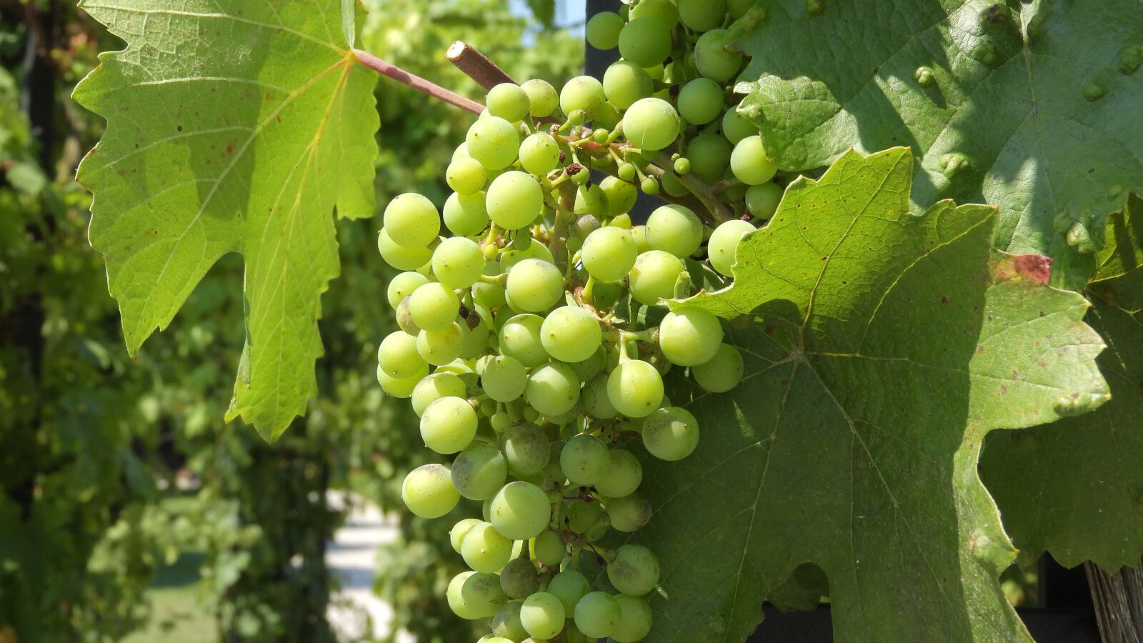 Nikon Coolpix P610 sample photo. Wine, grapevine, viticulture photography