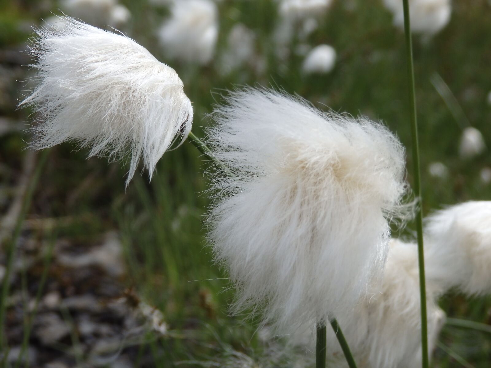 Olympus SH-50 sample photo. Fluffy, nature, feather photography