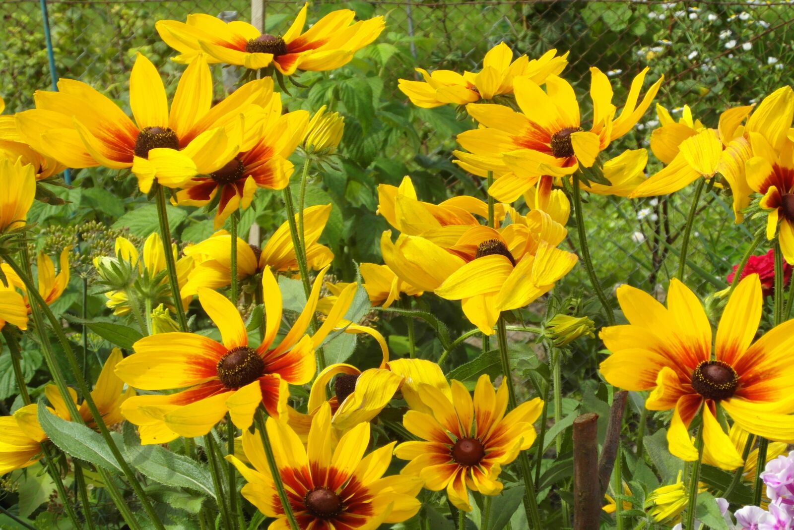 Samsung WB750 sample photo. Flowers, yellow, nature photography