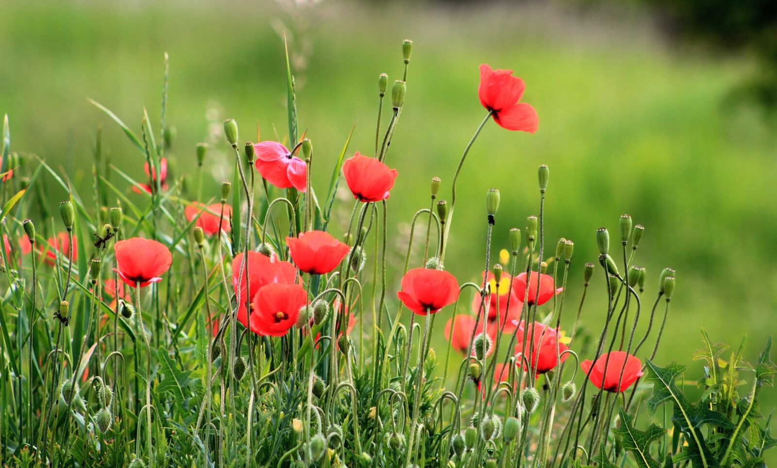 Canon EOS 4000D (EOS Rebel T100 / EOS 3000D) sample photo. Nature, plants, poppies photography