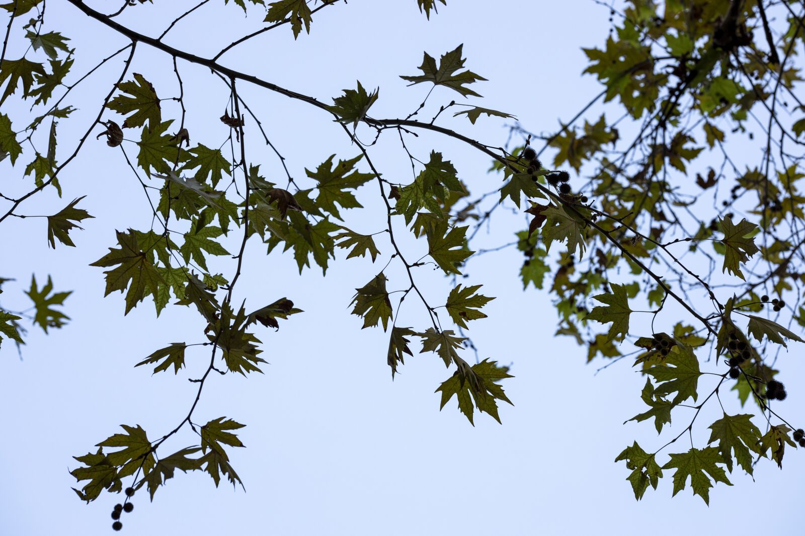 Canon EOS R + Canon RF 85mm F1.2L USM sample photo. Tree, branch, the leaves photography