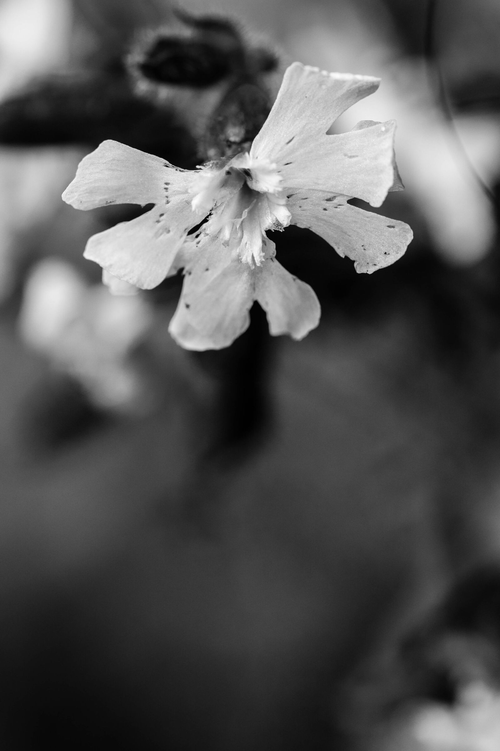 Canon EOS 7D Mark II sample photo. Flowers, wild flowers, summer photography