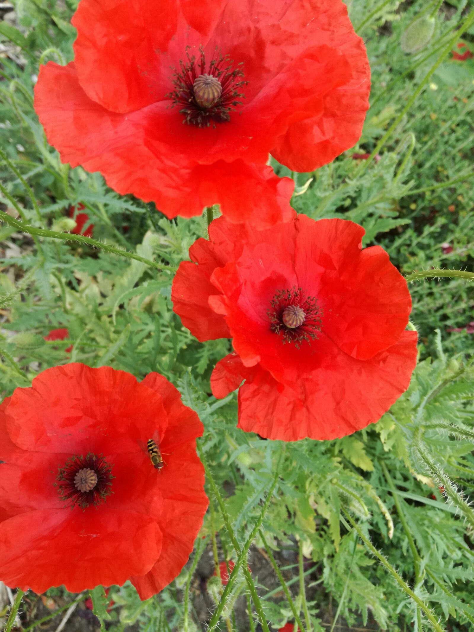 HUAWEI P9 LITE sample photo. Flower, poppy, poppy spring photography