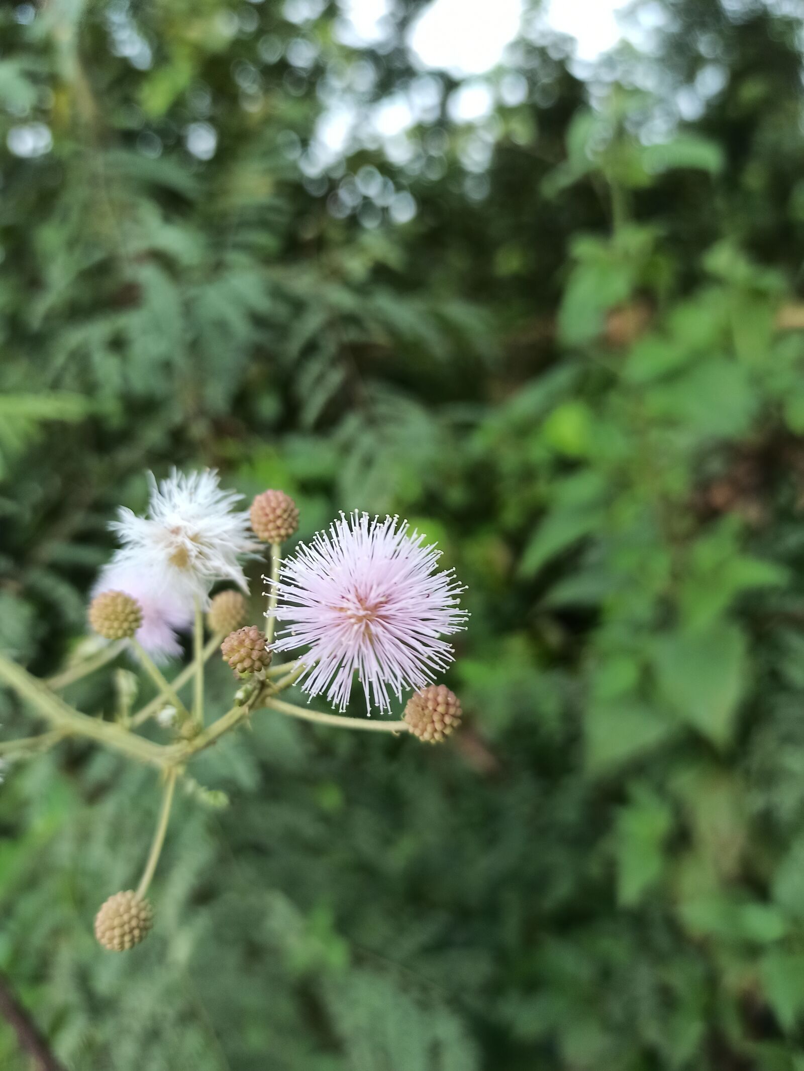 Xiaomi Redmi Note 8 Pro sample photo. Flower, photography, animal photography