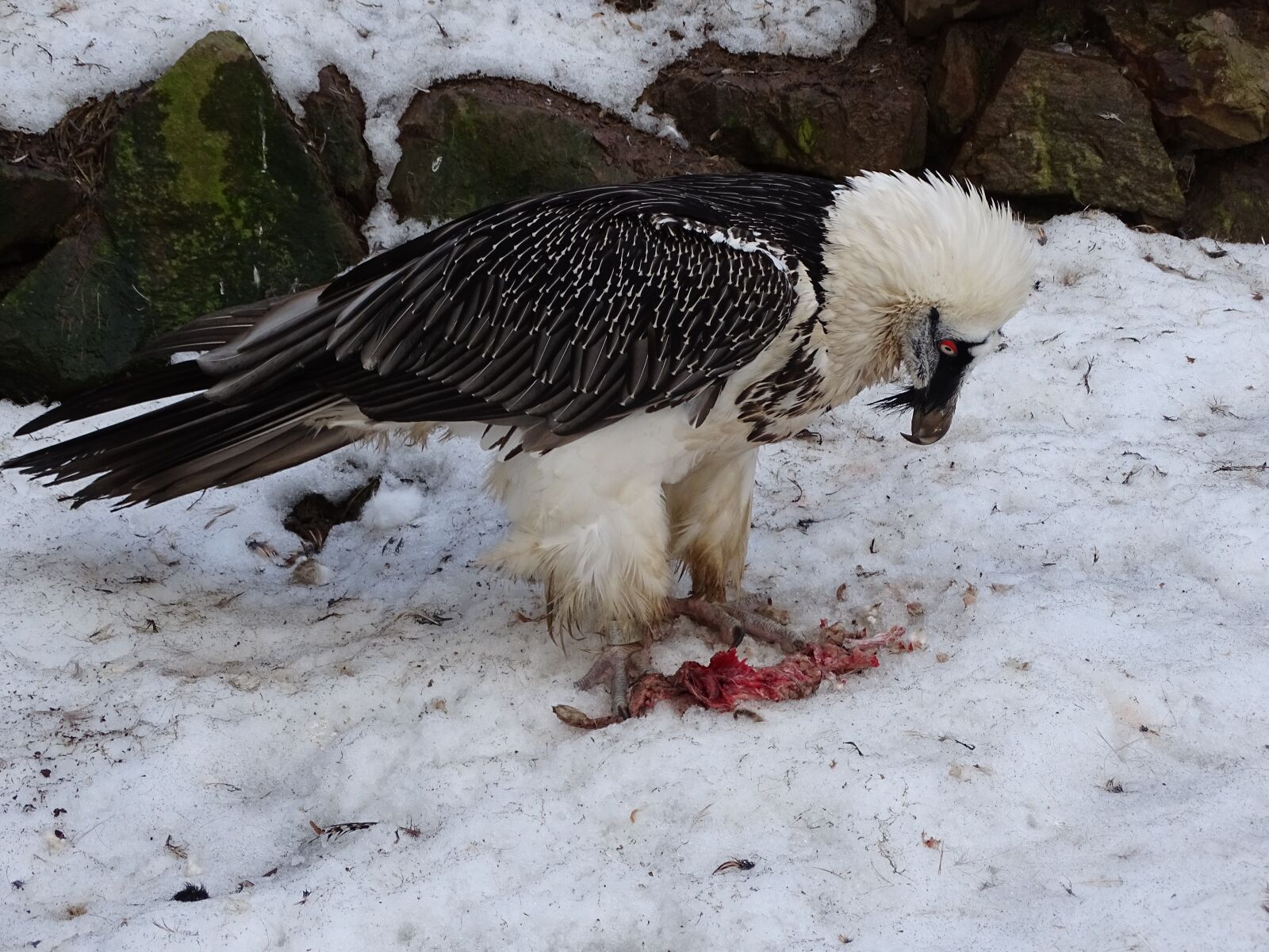 Sony Cyber-shot DSC-HX400V sample photo. Sup, eagle, bird photography