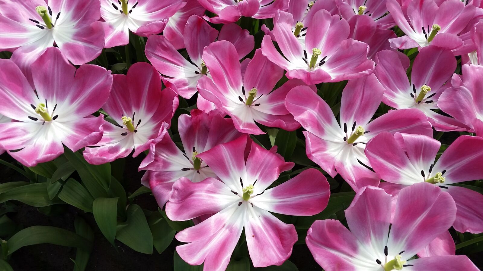 Samsung Galaxy S5 sample photo. Flowers, tulips, pink photography
