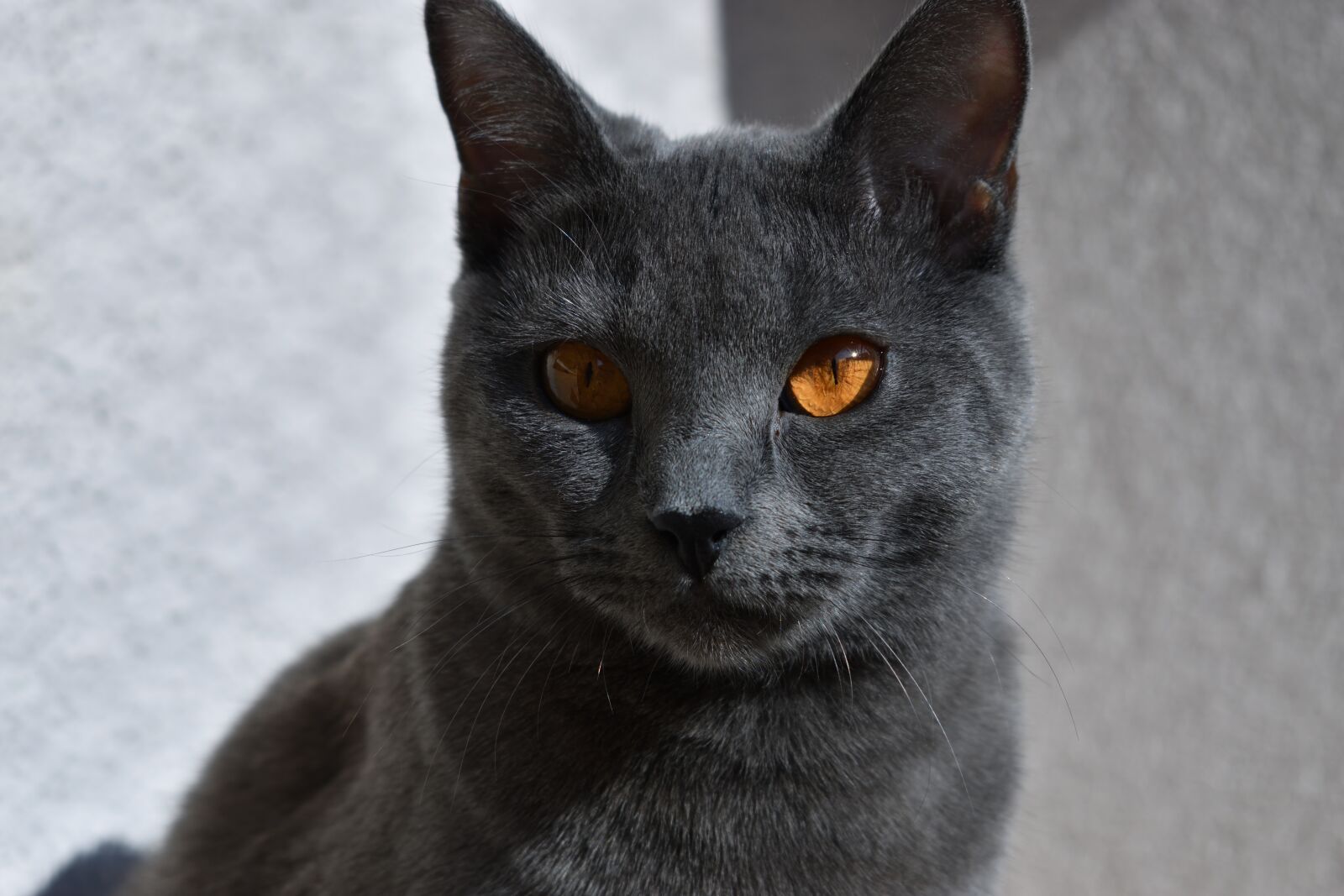 Nikon D3500 sample photo. Cat, chartreux, pet photography