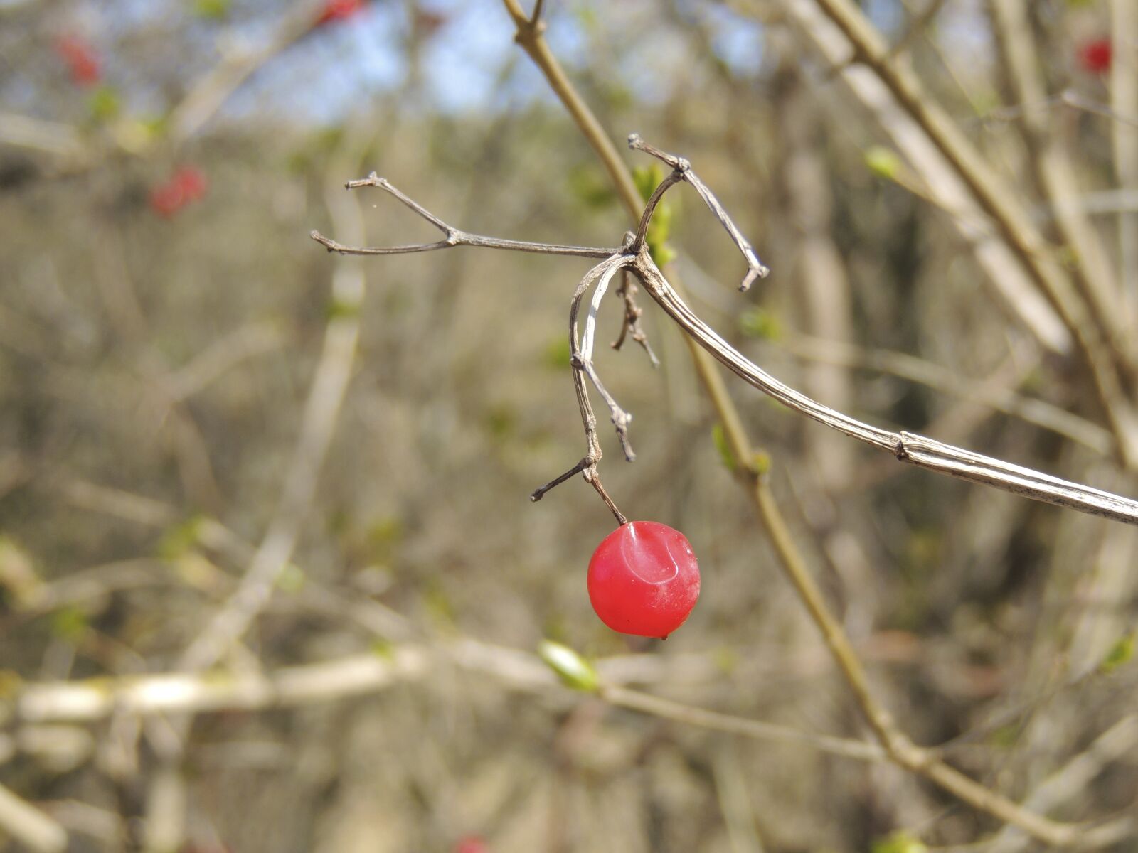 Nikon Coolpix P510 sample photo. Berry, red, bush photography
