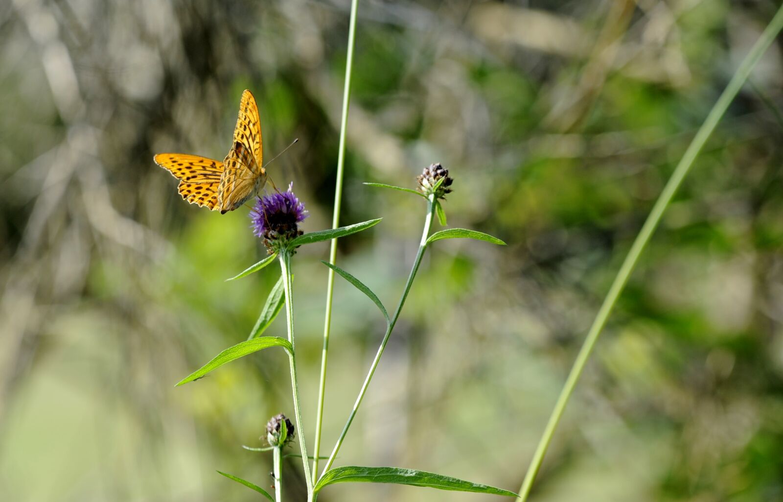 Nikon D700 sample photo. Butterfly, silver-washed fritillary butterfly photography