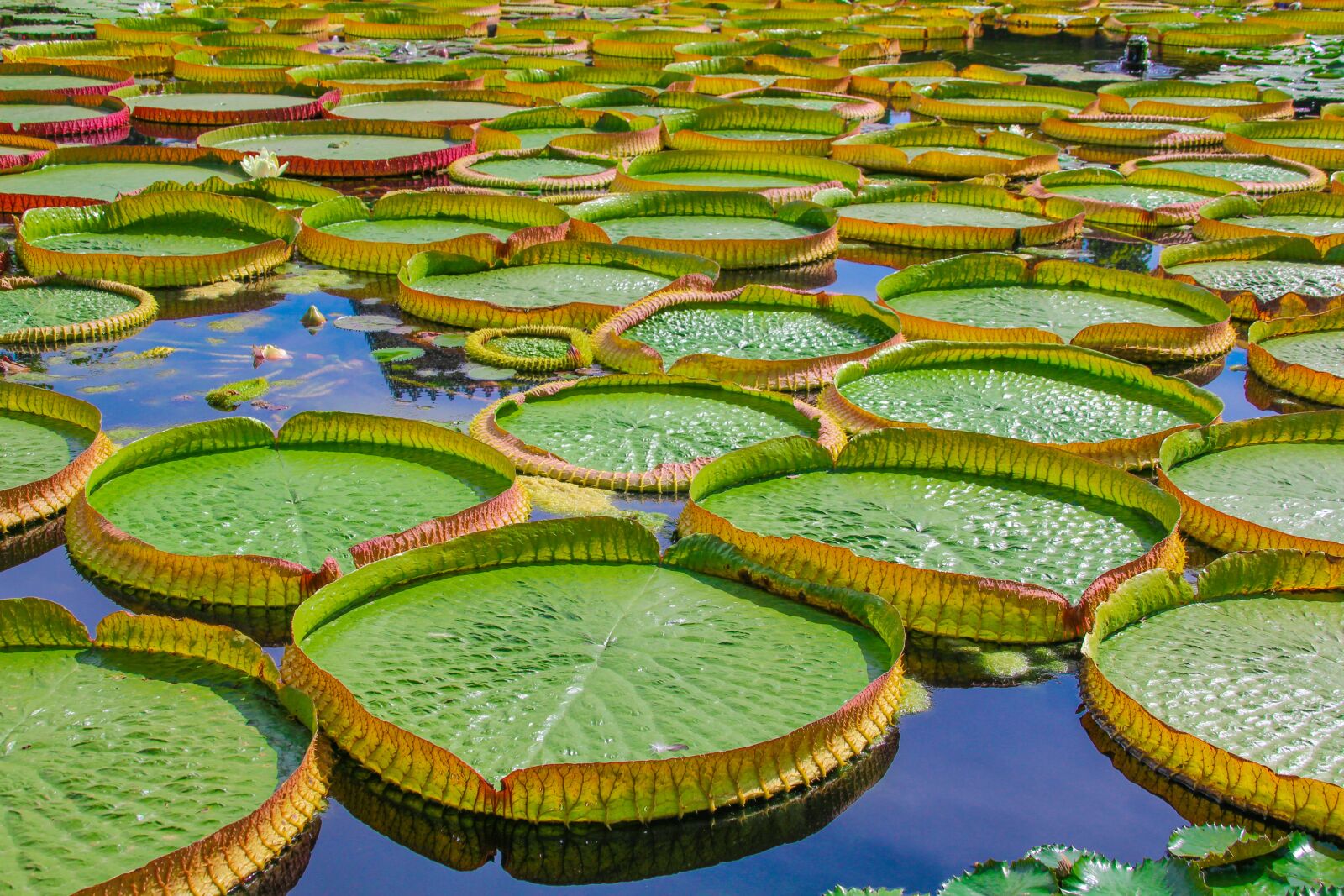 Canon TS-E 90mm F2.8 Tilt-Shift sample photo. Water lily, lily pads photography
