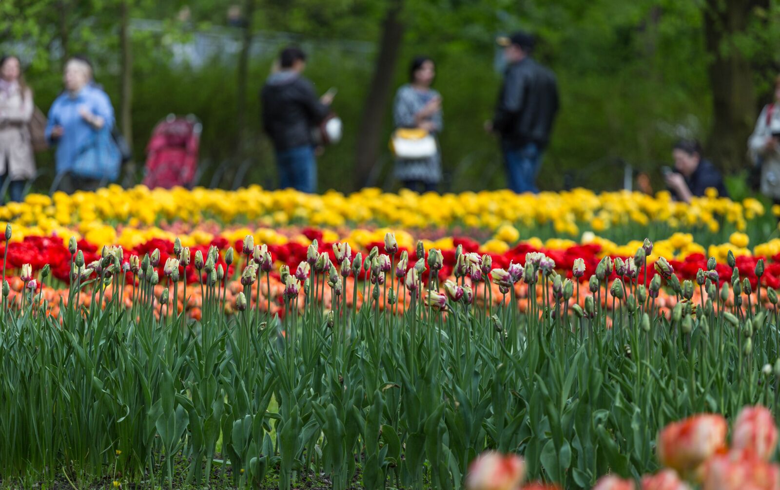 Canon EOS 6D + Canon EF 70-200mm F4L USM sample photo. Flowers, tulips, festival photography