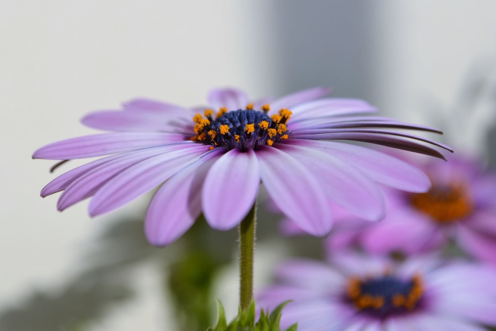 Nikon D5100 sample photo. Flower, macro, nature photography