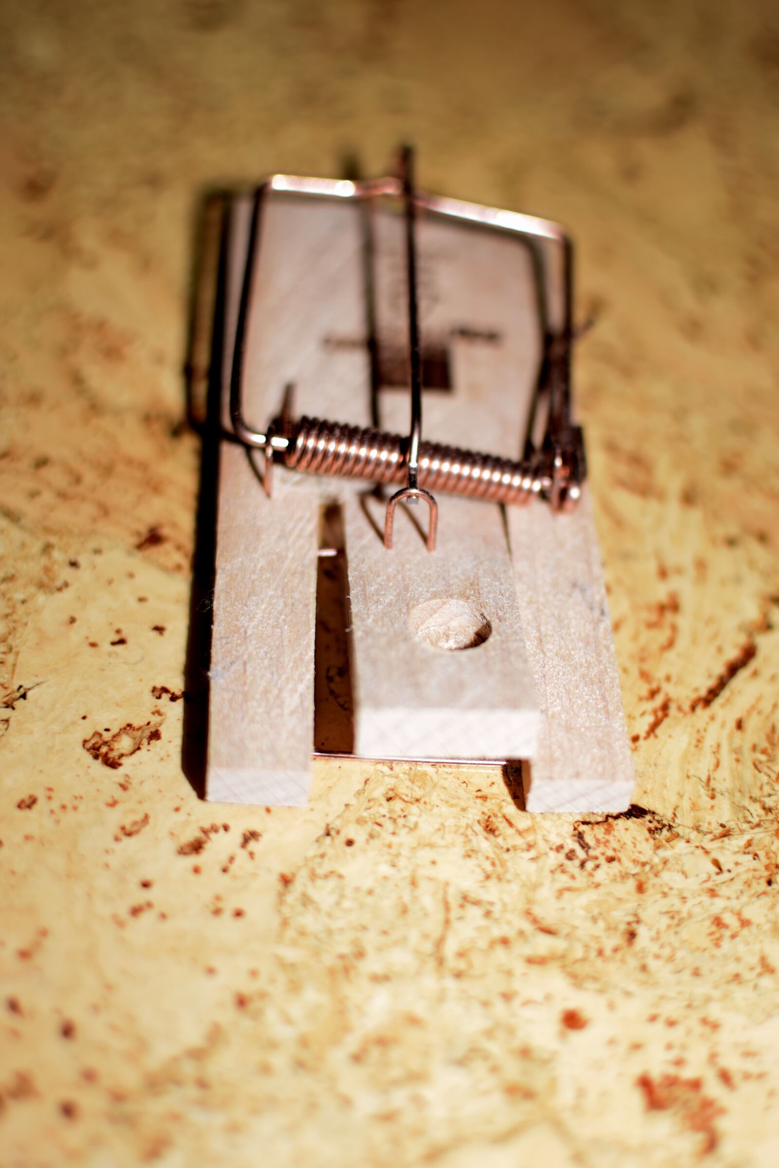 Nikon D5300 sample photo. Mousetrap, mouse, case photography