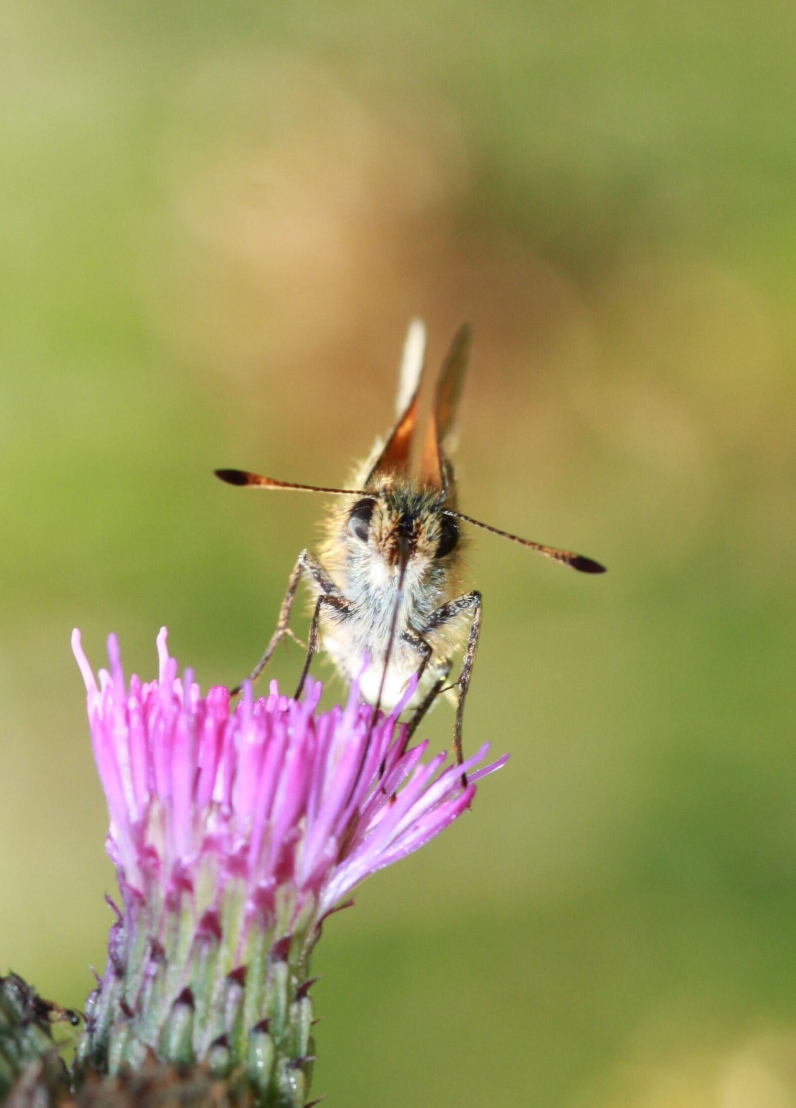 Canon EOS 500D (EOS Rebel T1i / EOS Kiss X3) sample photo. Butterfly, insect, butterflies photography