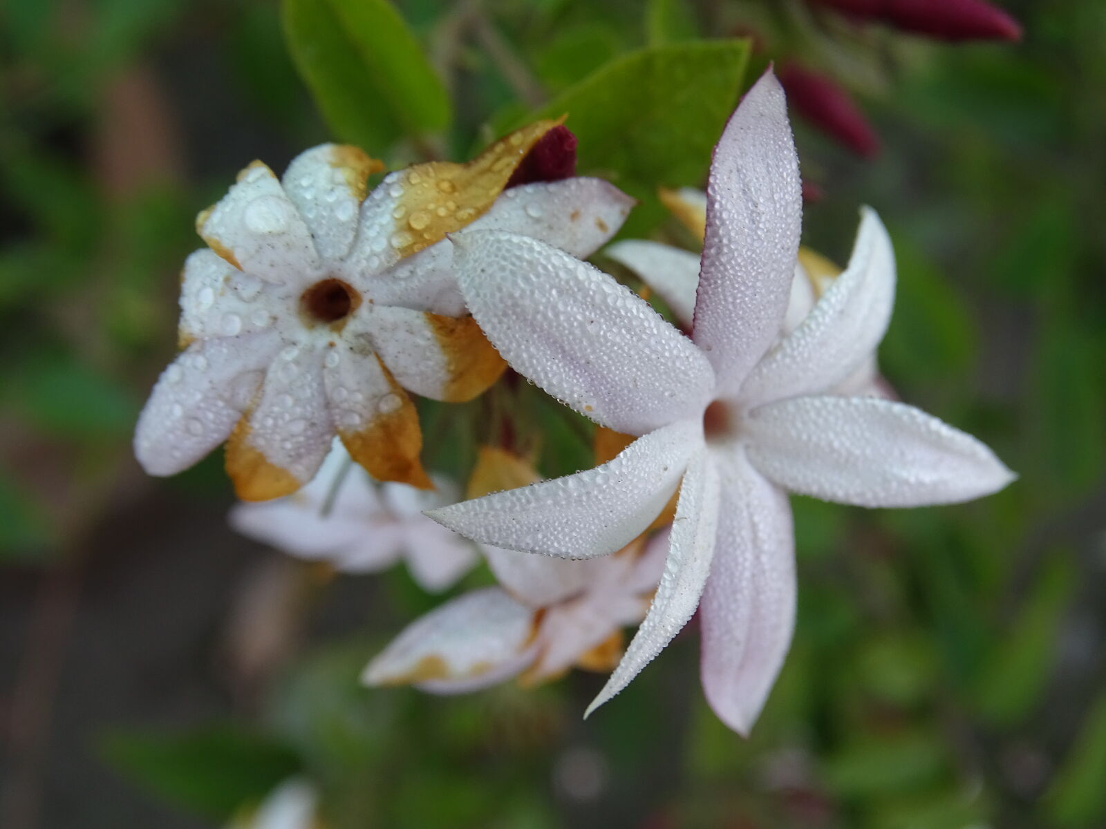 Sony Cyber-shot DSC-HX400V sample photo. Flower, macro, photography, natrul photography