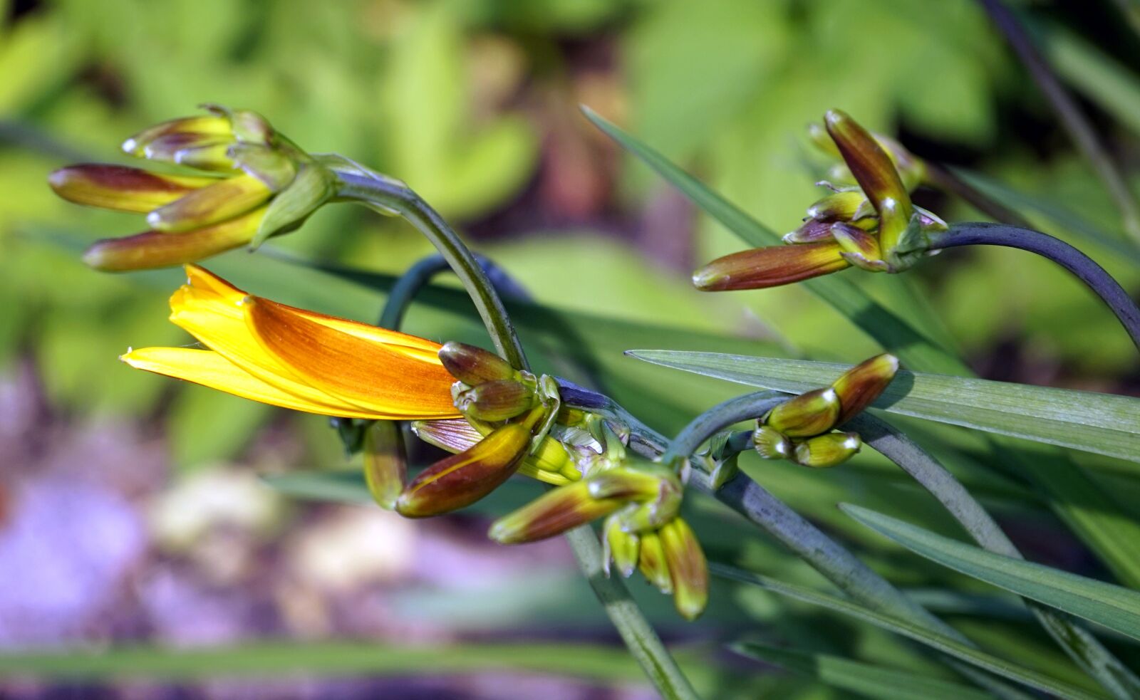 Sony Alpha a5000 (ILCE 5000) + Sony E 55-210mm F4.5-6.3 OSS sample photo. Lily, flower, yellow photography