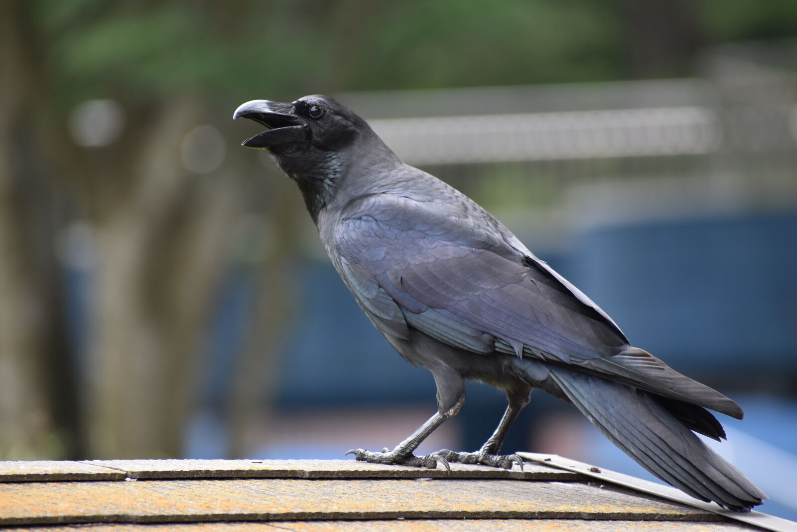 Nikon D5600 sample photo. Crow, bird, animal photography