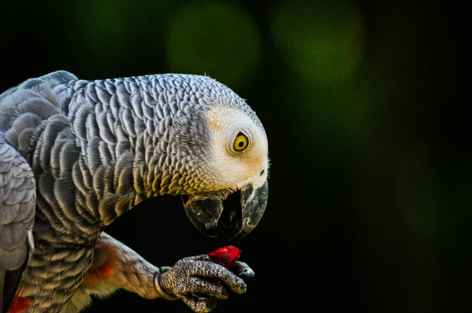 Nikon D5000 sample photo. Parrot, bird, animal photography