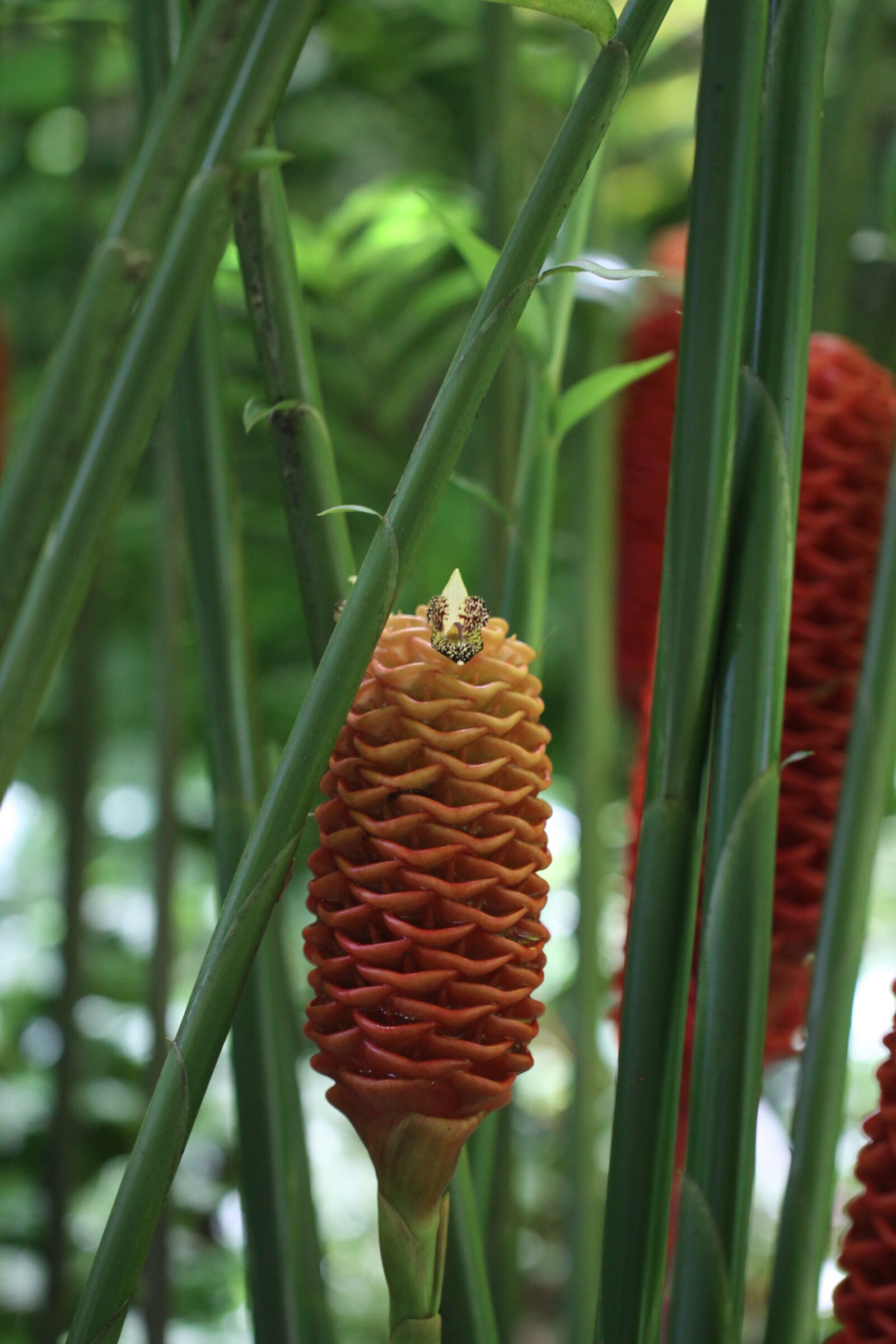 Canon EOS 50D sample photo. Zingiber spectabile, beehive ginger photography