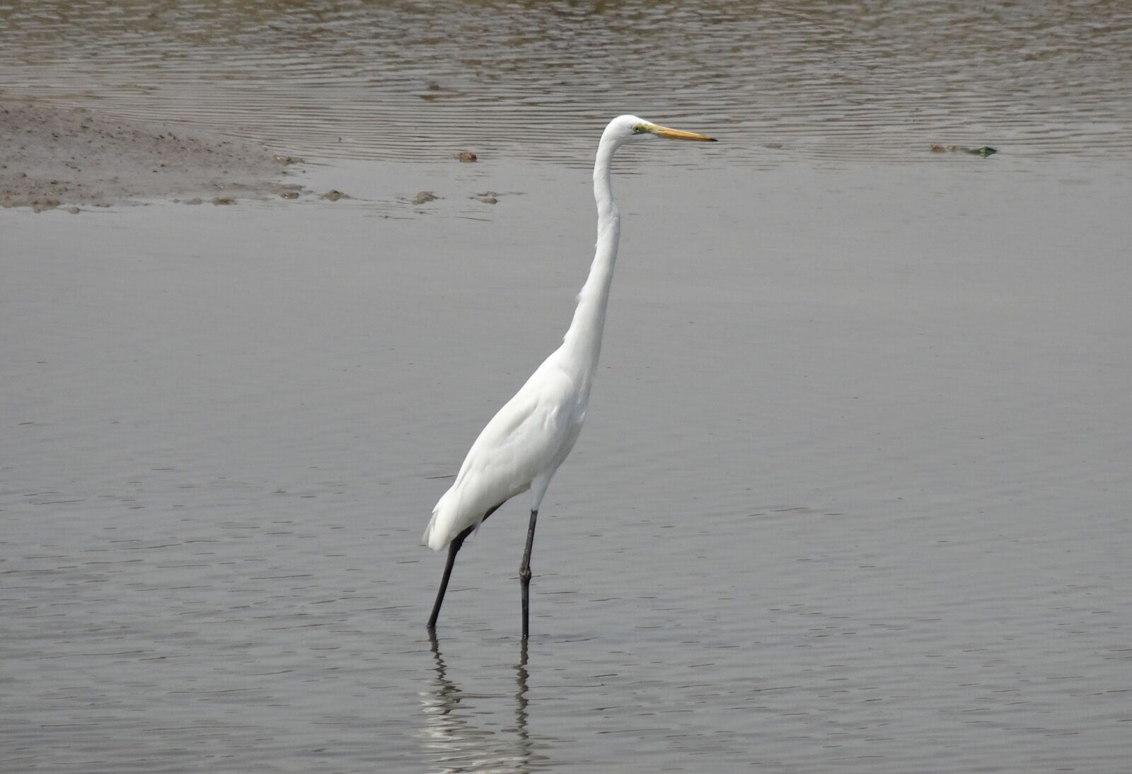 Sony Cyber-shot DSC-HX90V sample photo. Great egret, ardea alba photography