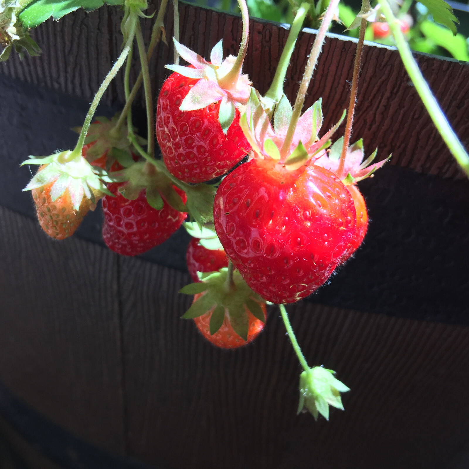 iPhone 6 Plus back camera 4.15mm f/2.2 sample photo. Fresh, fruit, fruit, garden photography
