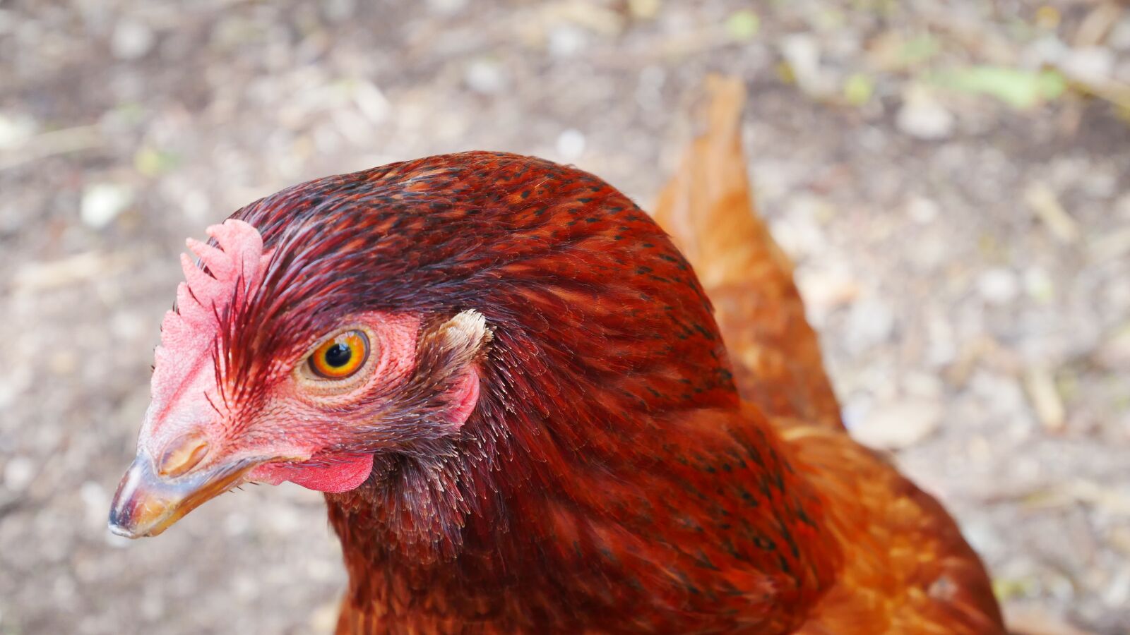 Panasonic Lumix DMC-GX85 (Lumix DMC-GX80 / Lumix DMC-GX7 Mark II) sample photo. Chicken, close up, poultry photography